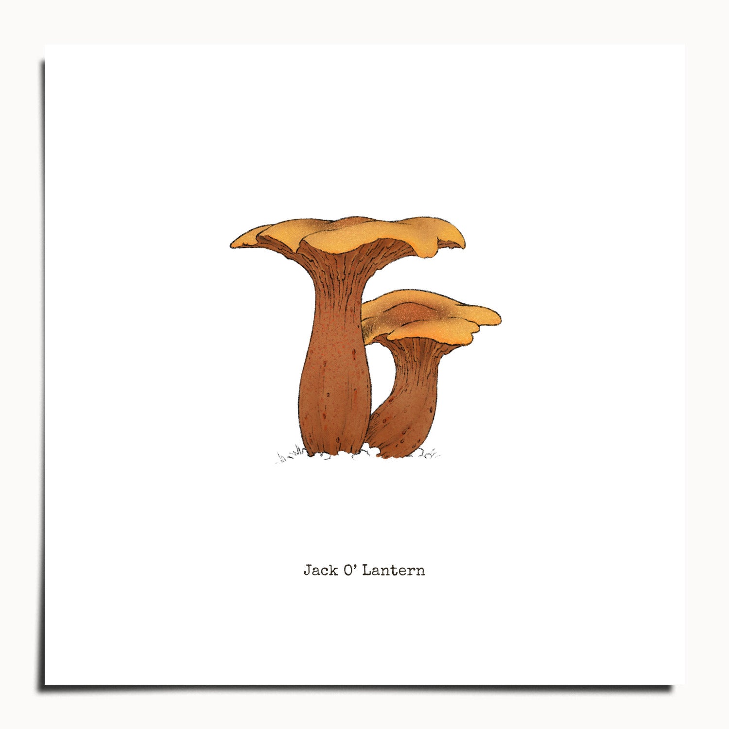 "Jack O'Lantern" by Catherine Hébert - Jack O'Lantern Mushroom  - Botanical Art Print - 10"x10" size