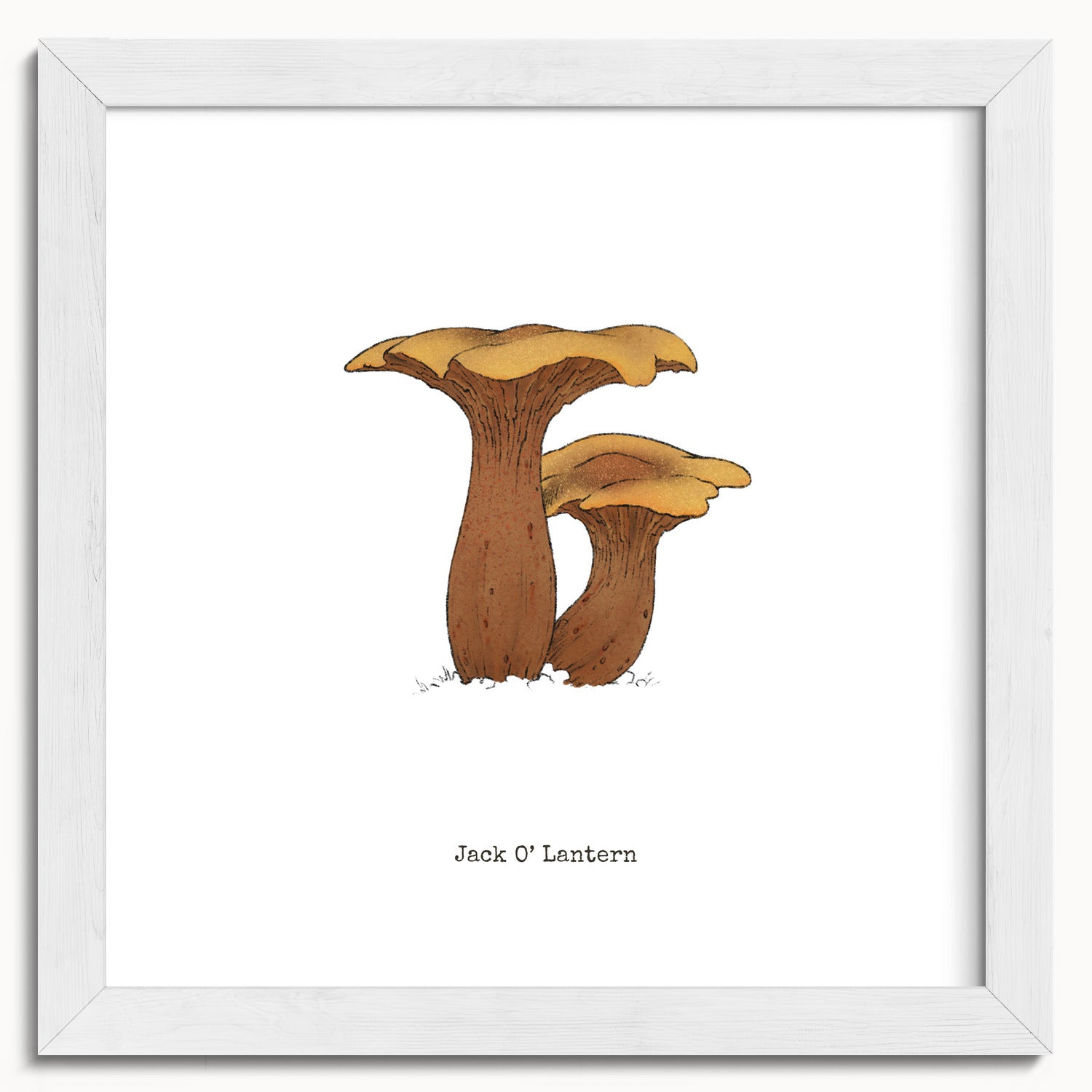 "Jack O'Lantern" by Catherine Hébert - Jack O'Lantern Mushroom  - Botanical Art Print - 10"x10" size