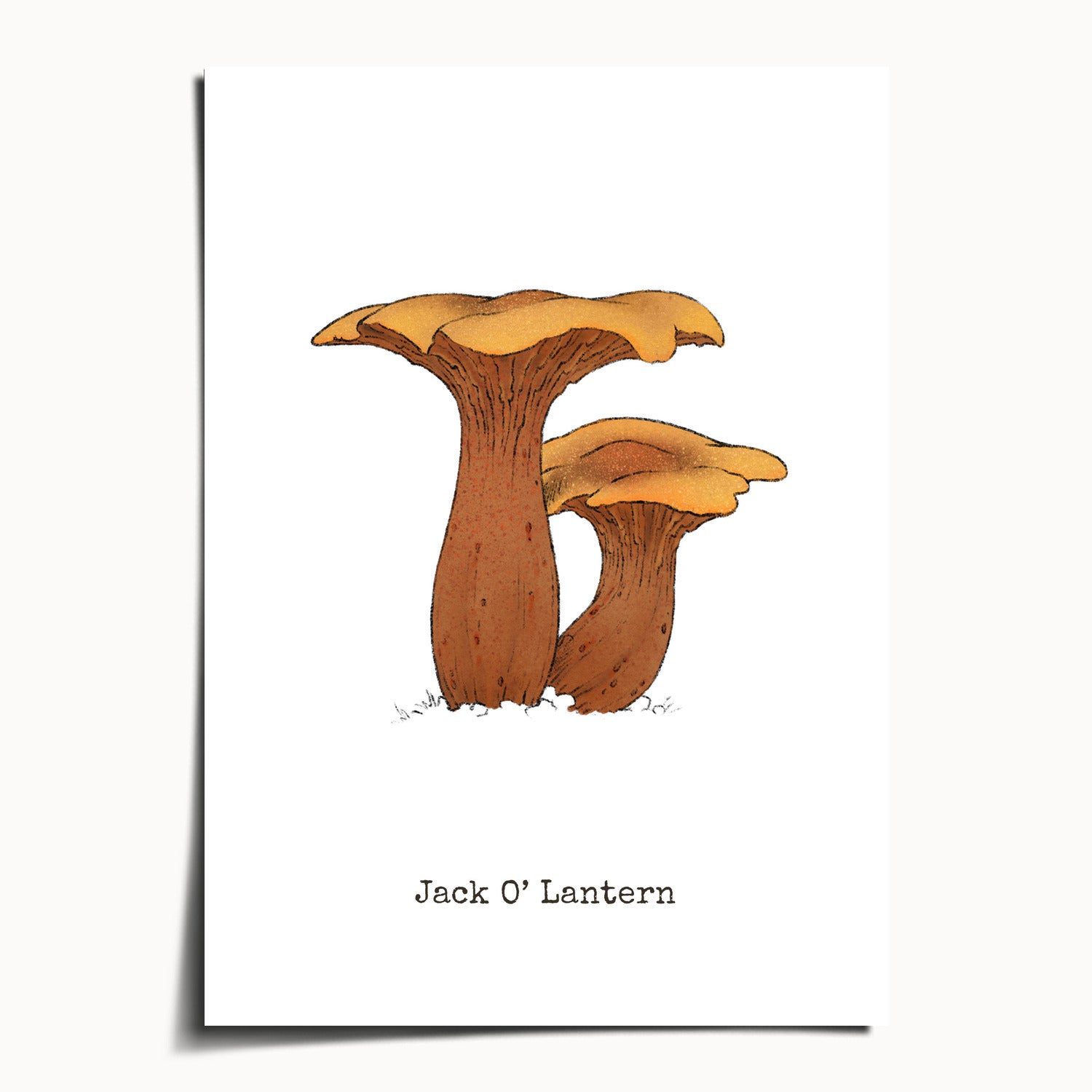 "Jack O'Lantern" by Catherine Hébert - Jack O'Lantern Mushroom Botanical Art Print - 5"x7" size