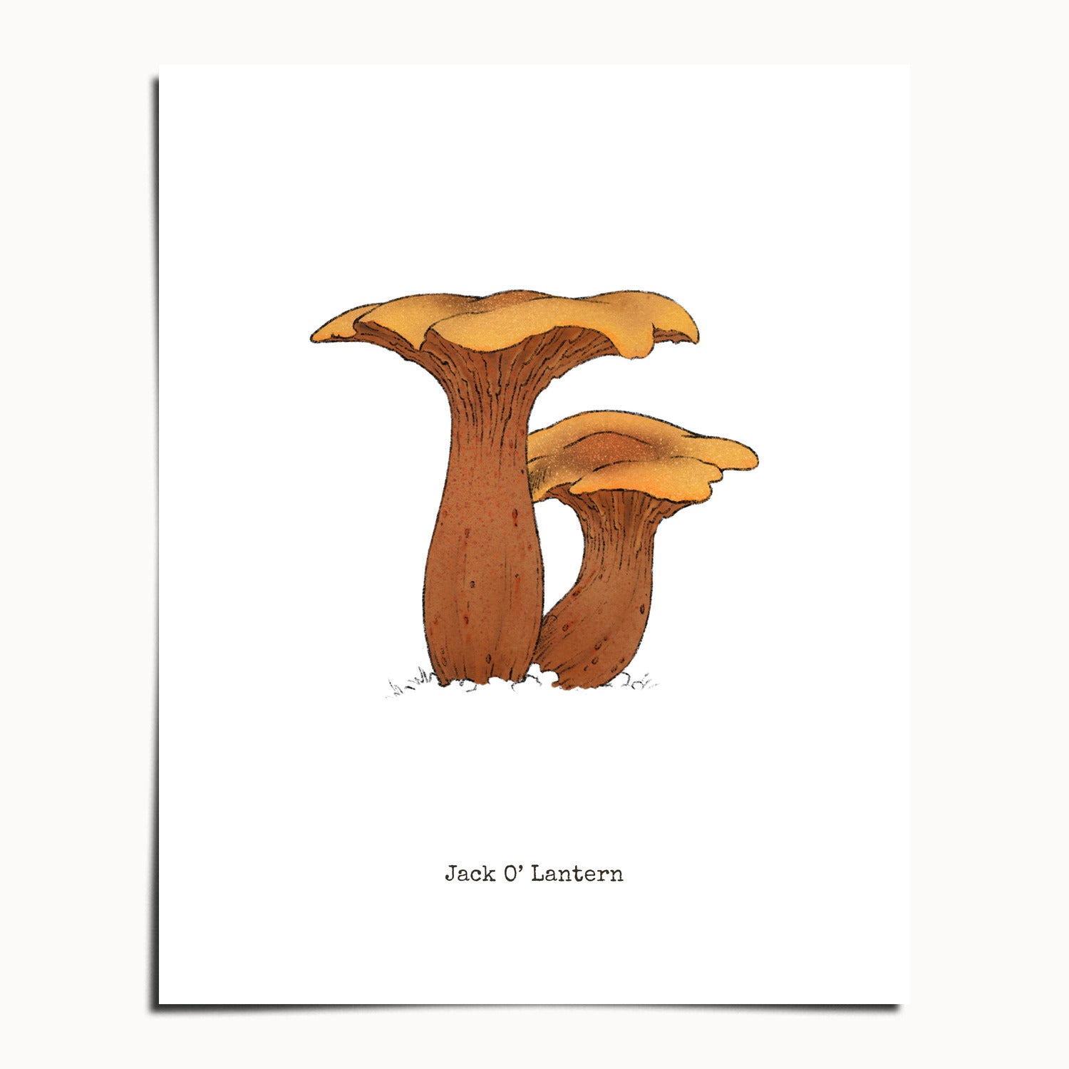 "Jack O'Lantern" by Catherine Hébert - Jack O'Lantern Mushroom  - Botanical Art Print - 24"x30" size
