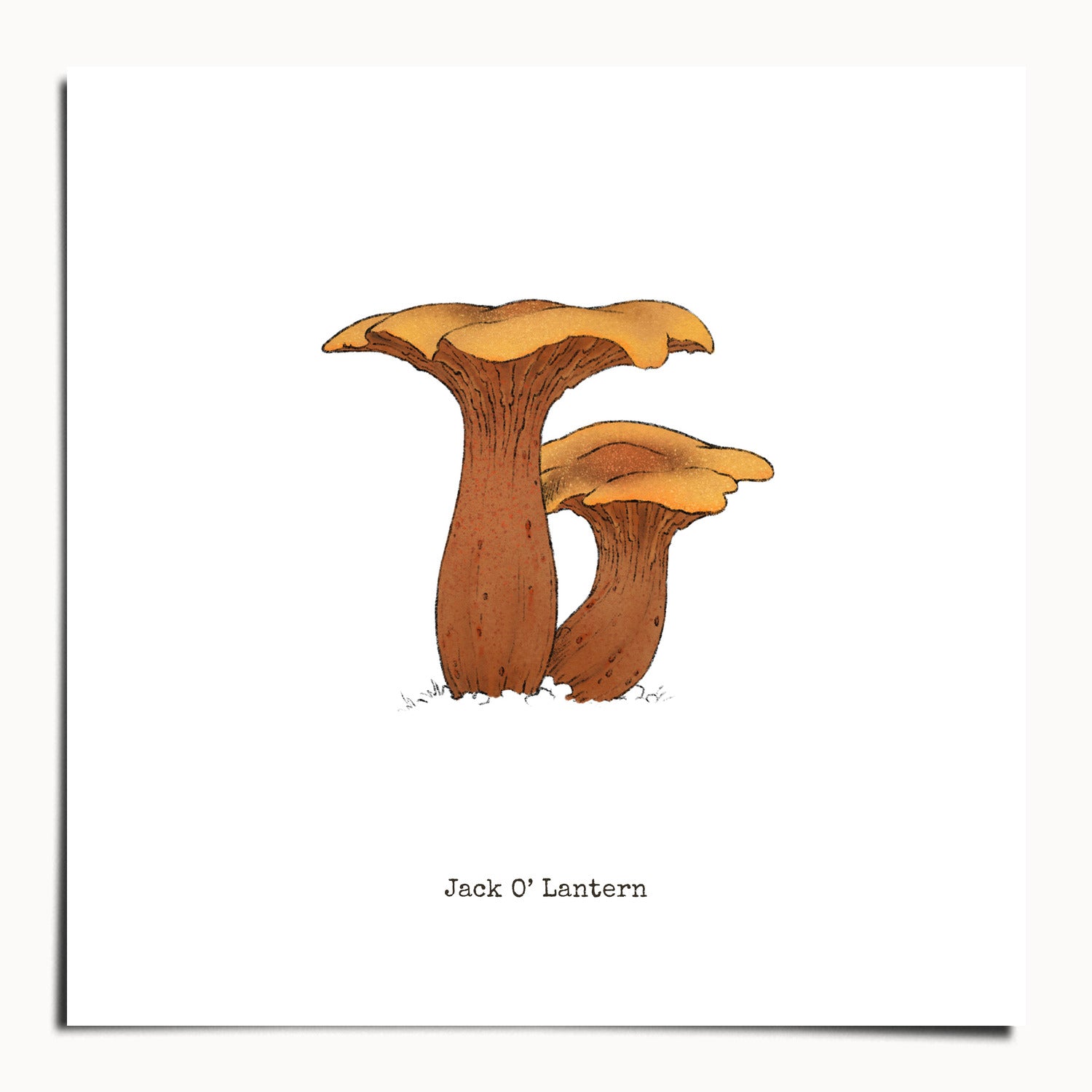 "Jack O'Lantern" by Catherine Hébert - Jack O'Lantern Mushroom  - Botanical Art Print - 20"x20" size