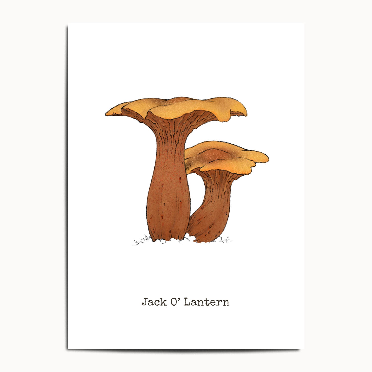 "Jack O'Lantern" by Catherine Hébert - Jack O'Lantern Mushroom  - Botanical Art Print - 13"x18" size