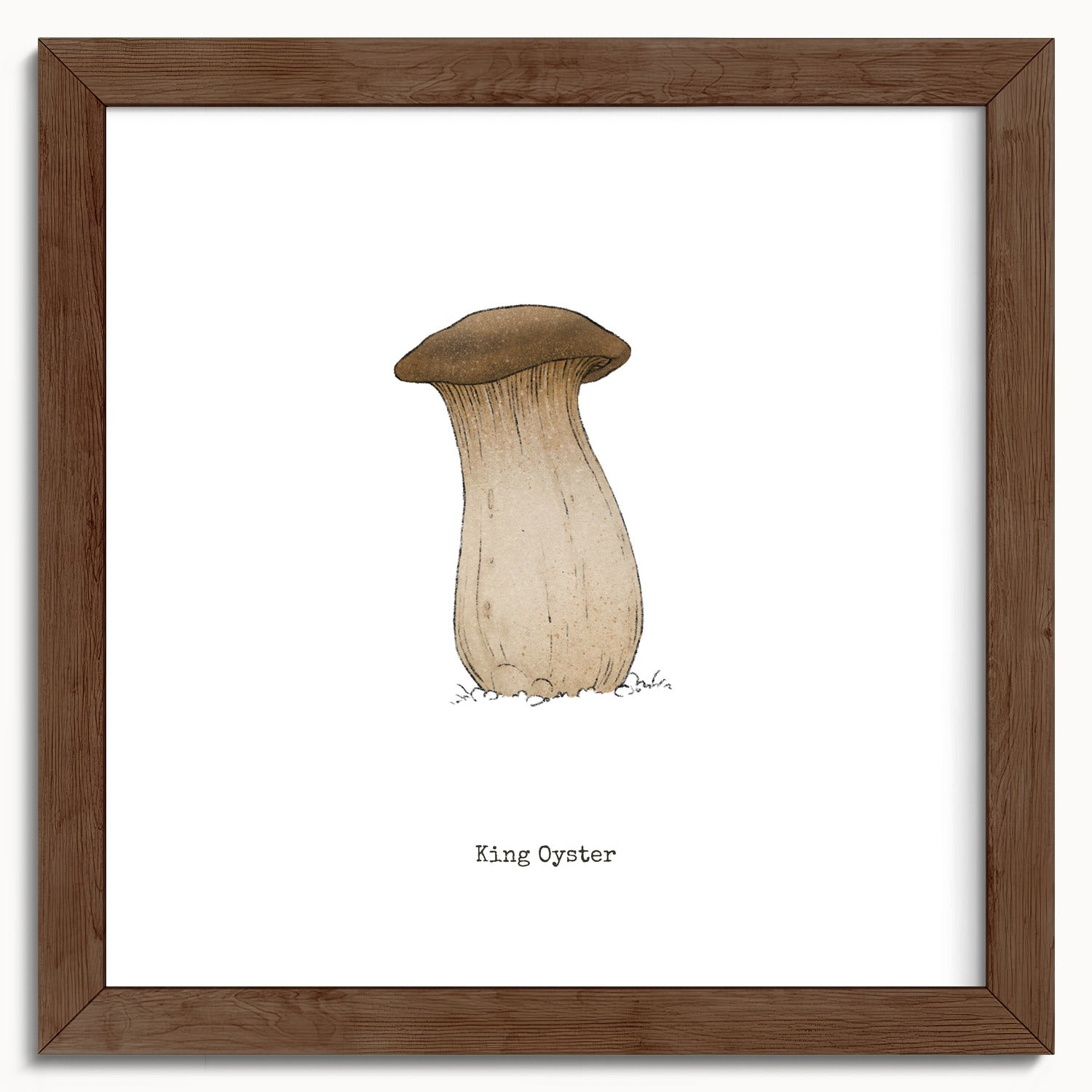 "King Oyster" by Catherine Hébert - King Oyster Mushroom - Botanical Art Print - 10"x10" size