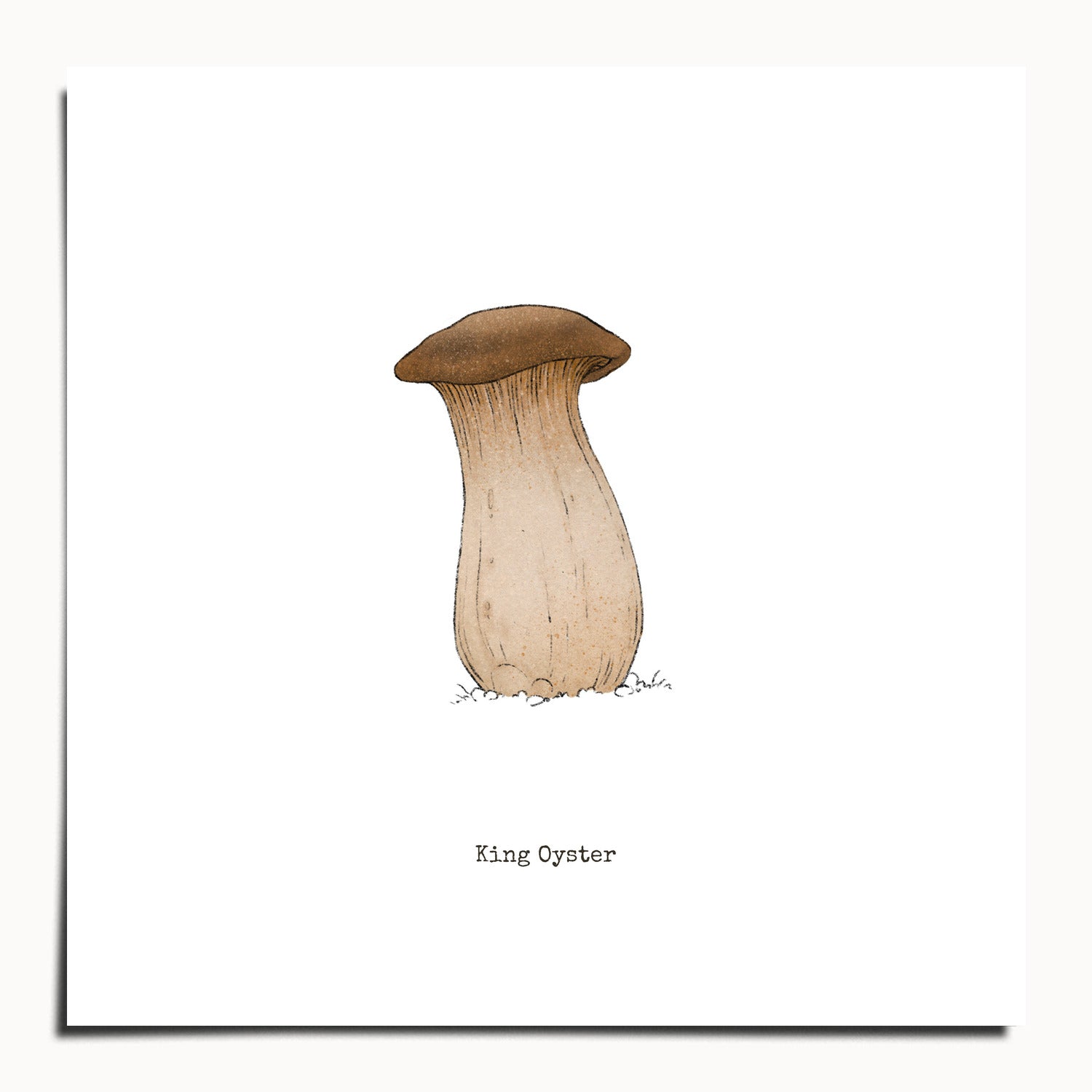 "King Oyster" by Catherine Hébert - King Oyster Mushroom - Botanical Art Print - 10"x10" size