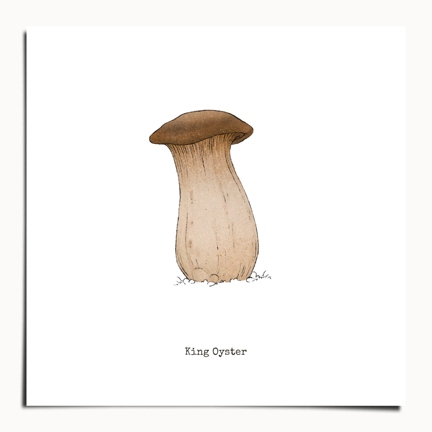 "King Oyster" by Catherine Hébert - King Oyster Mushroom - Botanical Art Print - 9"x9" size