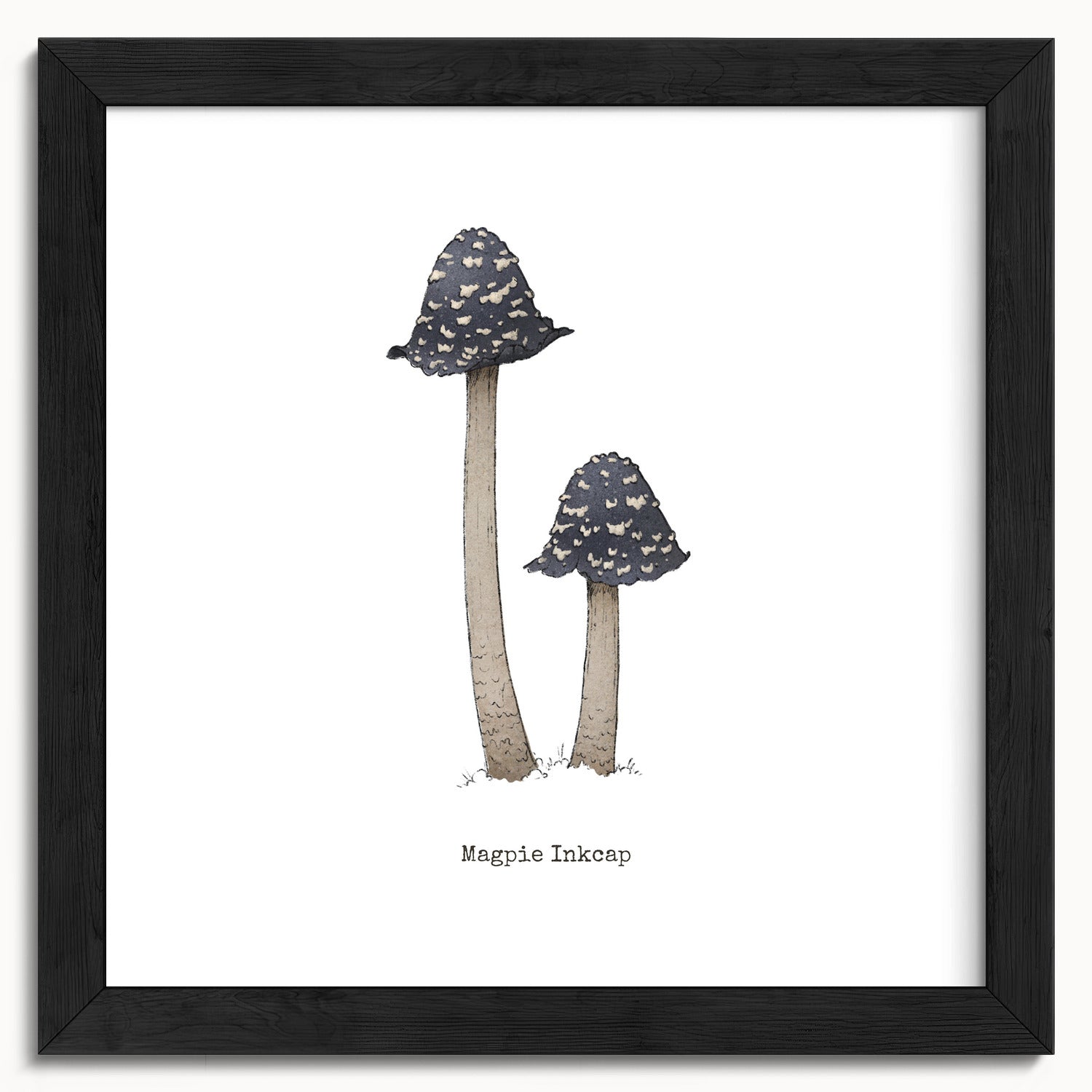 "Magpie Inkcap" by Catherine Hébert - Magpie Inkcap Mushroom - Botanical Art Print - 10"x10" size