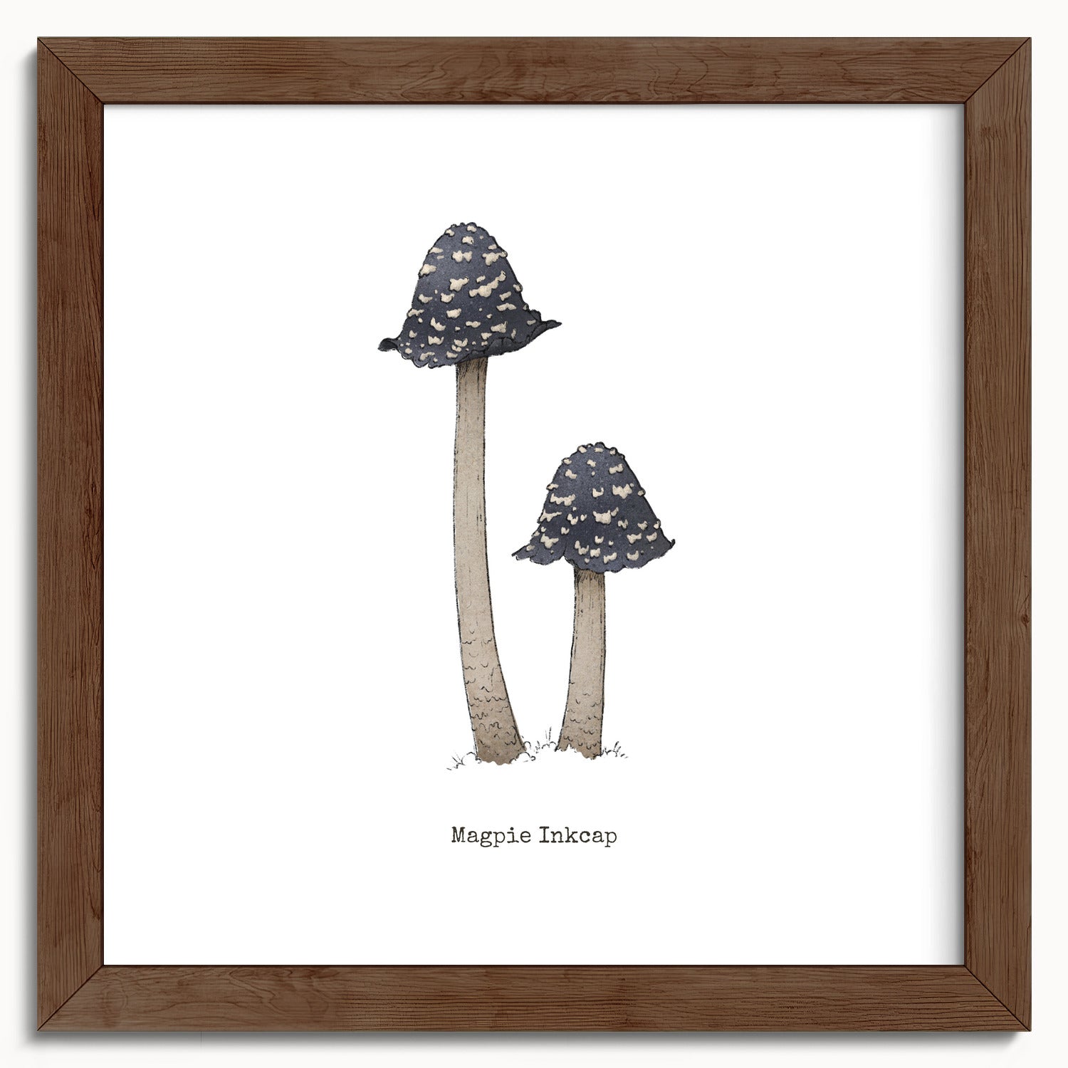 "Magpie Inkcap" by Catherine Hébert - Magpie Inkcap Mushroom - Botanical Art Print - 10"x10" size