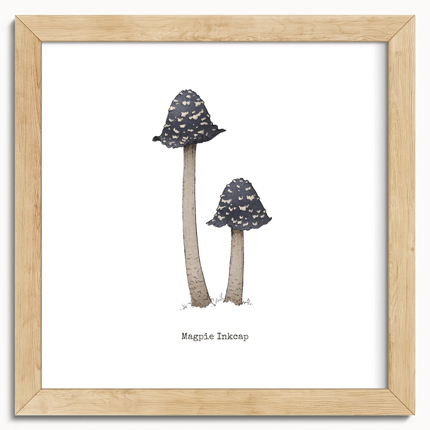 "Magpie Inkcap" by Catherine Hébert - Magpie Inkcap Mushroom - Botanical Art Print - 10"x10" size