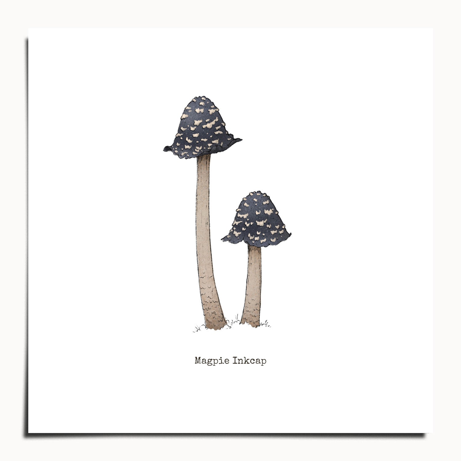 "Magpie Inkcap" by Catherine Hébert - Magpie Inkcap Mushroom - Botanical Art Print - 10"x10" size