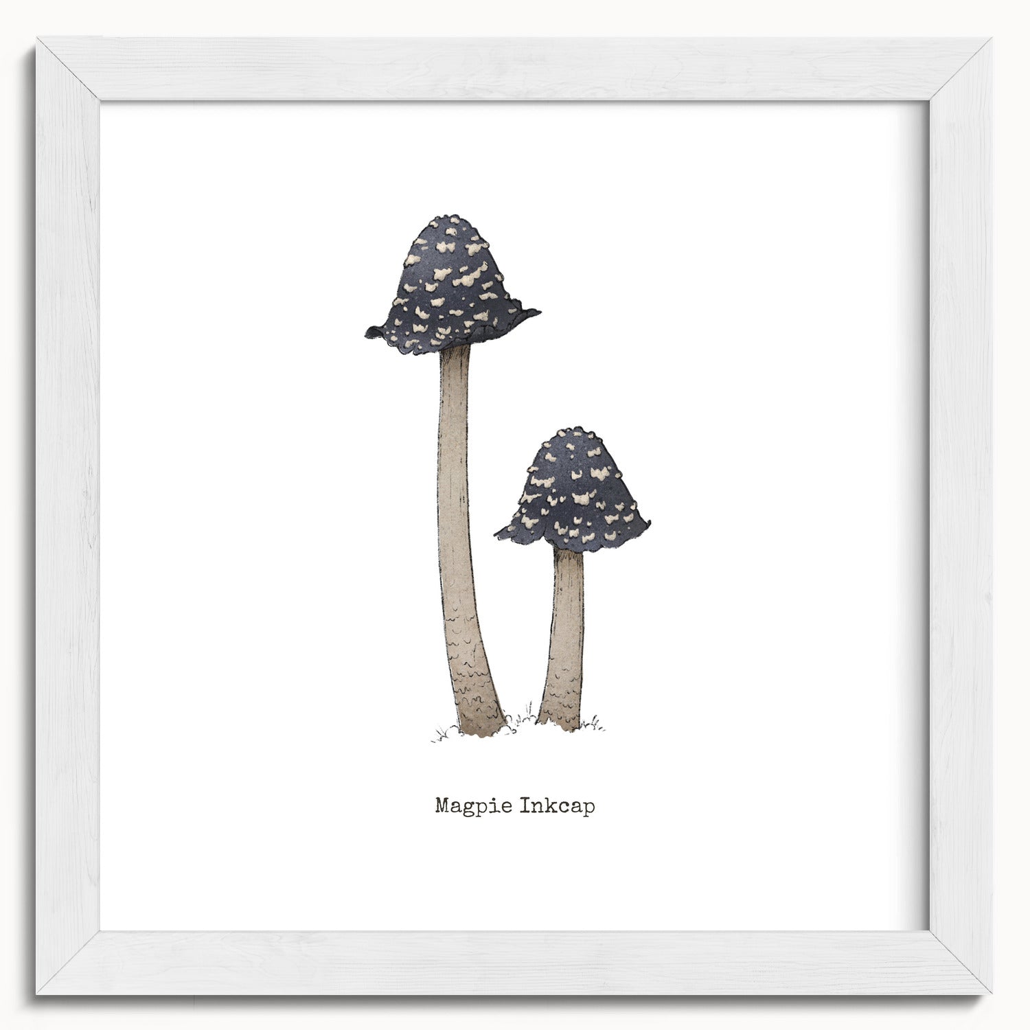 "Magpie Inkcap" by Catherine Hébert - Magpie Inkcap Mushroom - Botanical Art Print - 10"x10" size