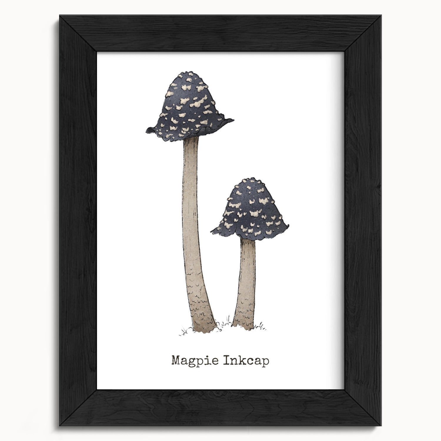 "Magpie Inkcap" by Catherine Hébert - Magpie Inkcap Mushroom - Botanical Art Print - 5"x7" size