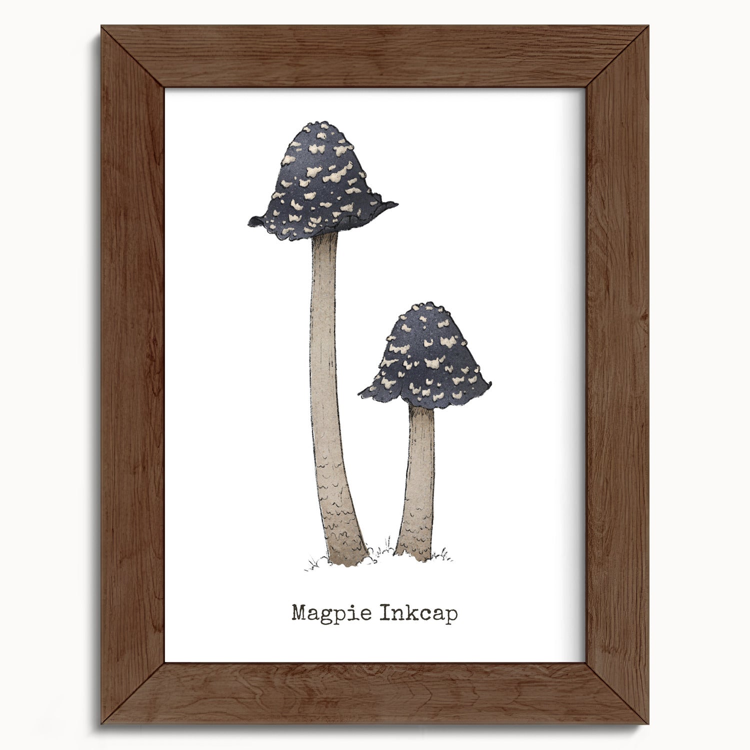 "Magpie Inkcap" by Catherine Hébert - Magpie Inkcap Mushroom - Botanical Art Print - 5"x7" size