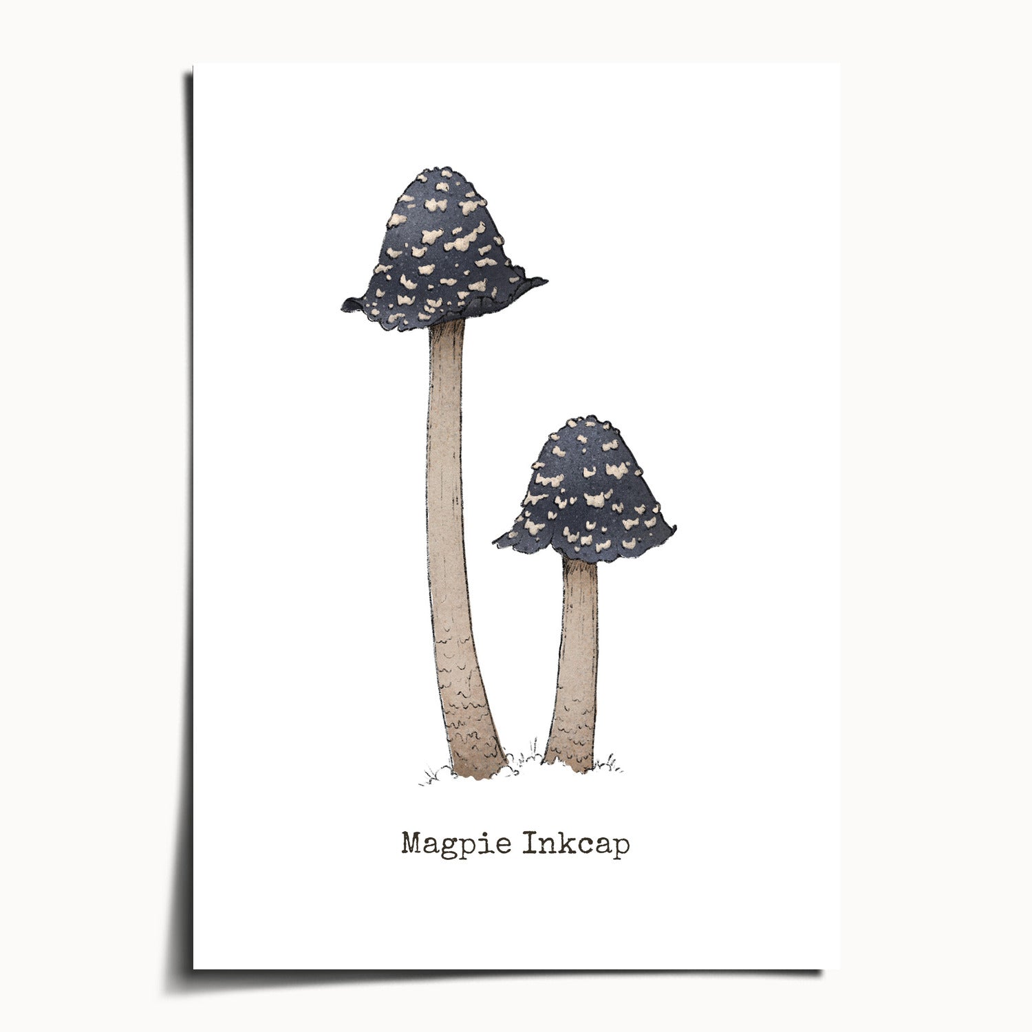 "Magpie Inkcap" by Catherine Hébert - Magpie Inkcap Mushroom - Botanical Art Print - 5"x7" size