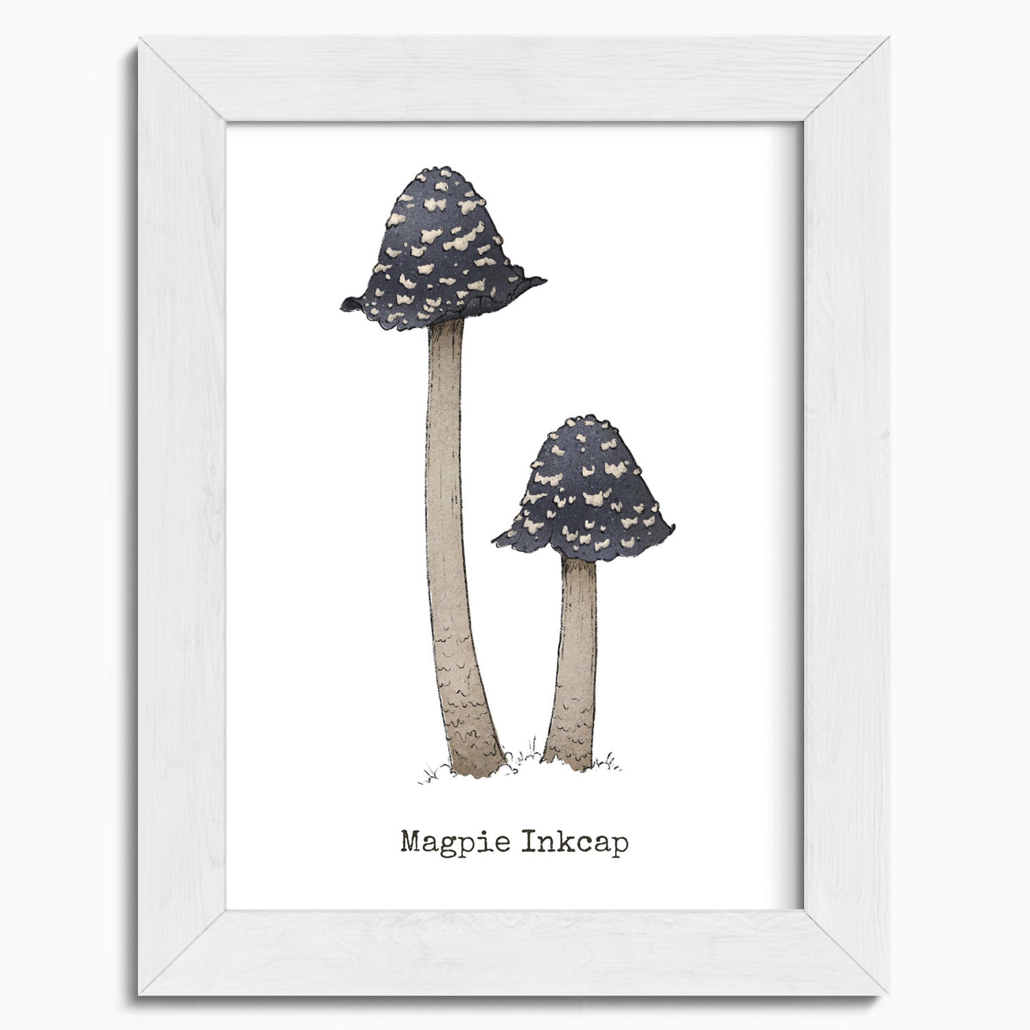 "Magpie Inkcap" by Catherine Hébert - Magpie Inkcap Mushroom - Botanical Art Print - 5"x7" size