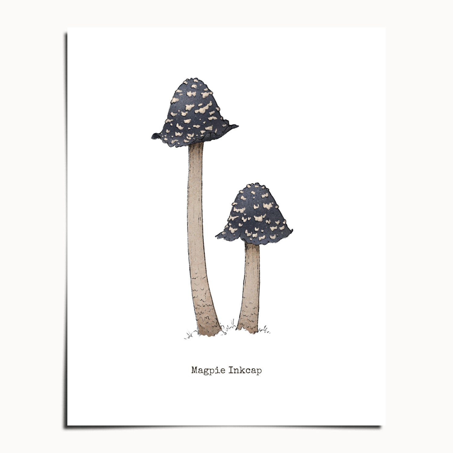 "Magpie Inkcap" by Catherine Hébert - Magpie Inkcap Mushroom - Botanical Art Print - 24"x30" size