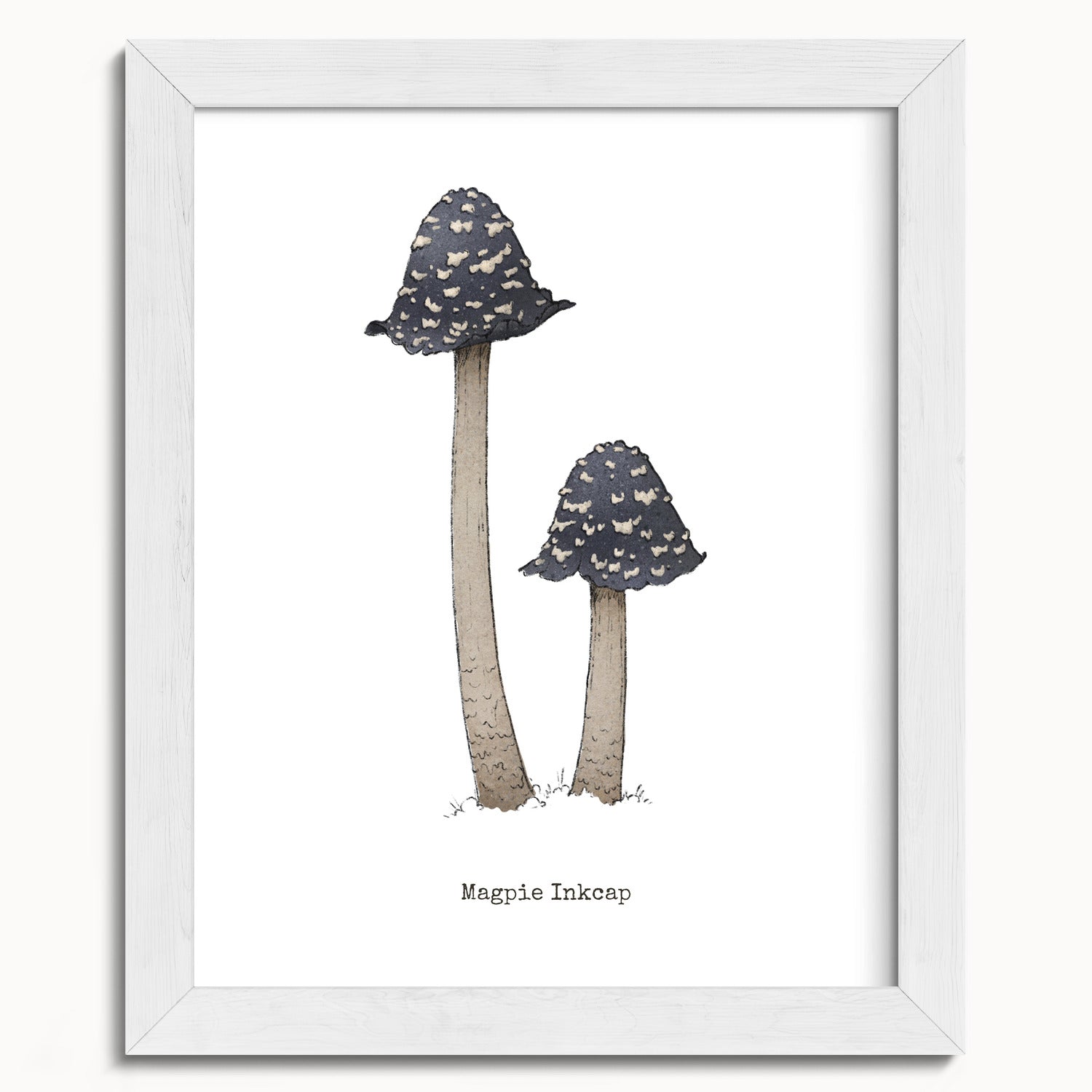 "Magpie Inkcap" by Catherine Hébert - Magpie Inkcap Mushroom - Botanical Art Print - 8"x10" size