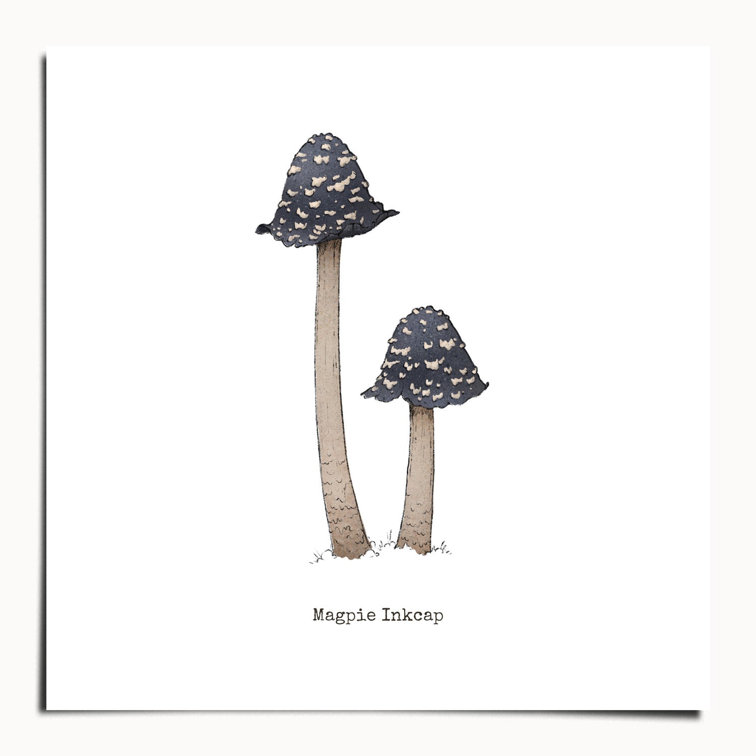 "Magpie Inkcap" by Catherine Hébert - Magpie Inkcap Mushroom - Botanical Art Print - 20"x20" size