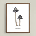 Magpie Inkcap