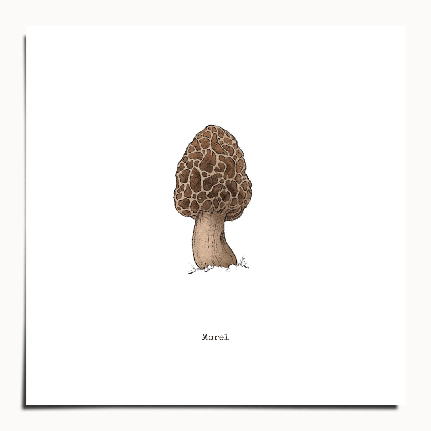 "Morel Mushroom" by Catherine Hébert - Morel Mushroom - Botanical Art Print - 10"x10" size