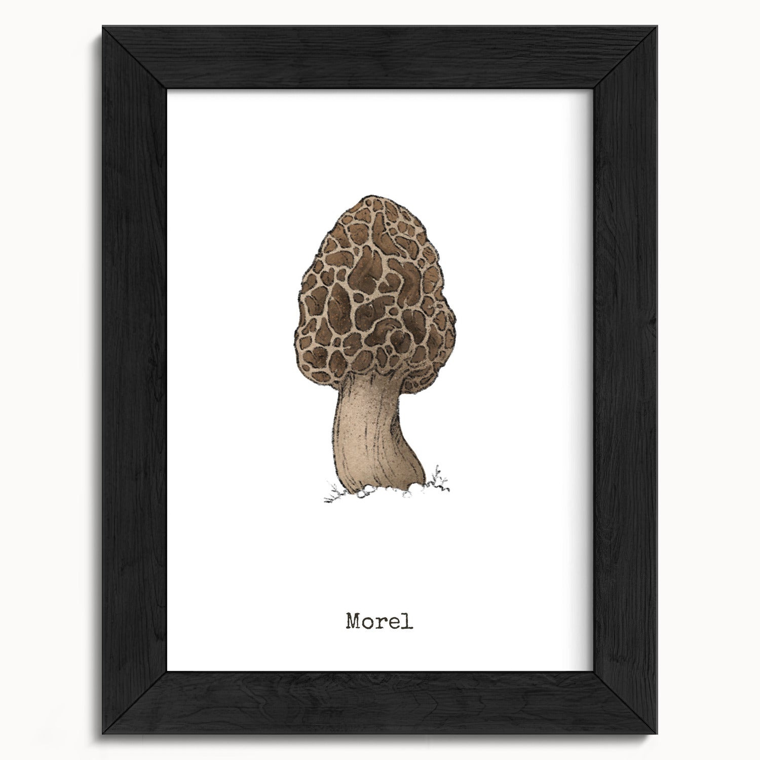 "Morel Mushroom" by Catherine Hébert - Morel Mushroom - Botanical Art Print - 5"x7" size