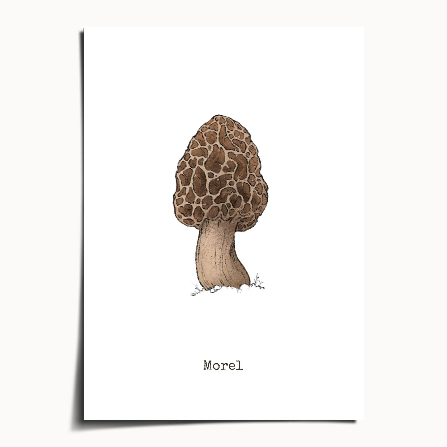 "Morel Mushroom" by Catherine Hébert - Morel Mushroom Botanical Art Print - 5"x7" size