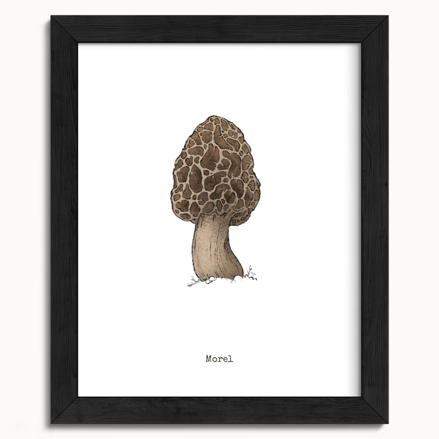 "Morel Mushroom" by Catherine Hébert - Morel Mushroom - Botanical Art Print - 8"x10" size