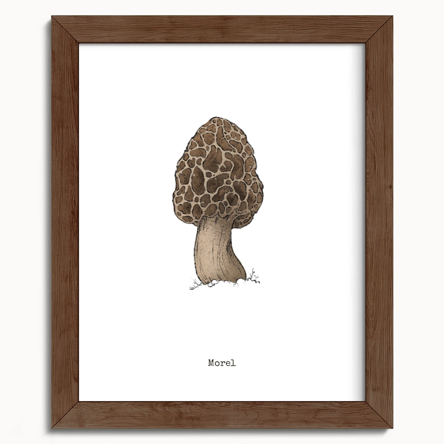 "Morel Mushroom" by Catherine Hébert - Morel Mushroom - Botanical Art Print - 8"x10" size