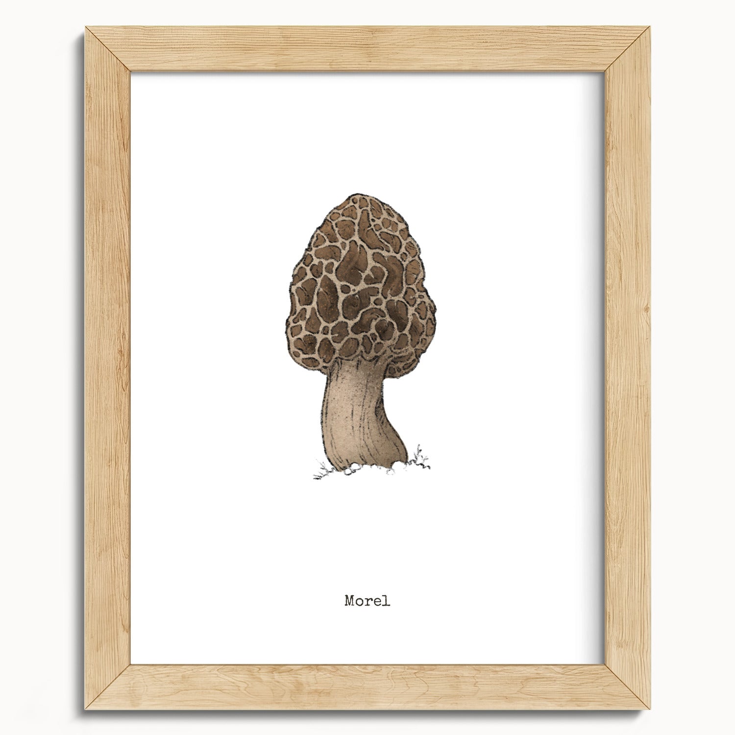"Morel Mushroom" by Catherine Hébert - Morel Mushroom - Botanical Art Print - 8"x10" size