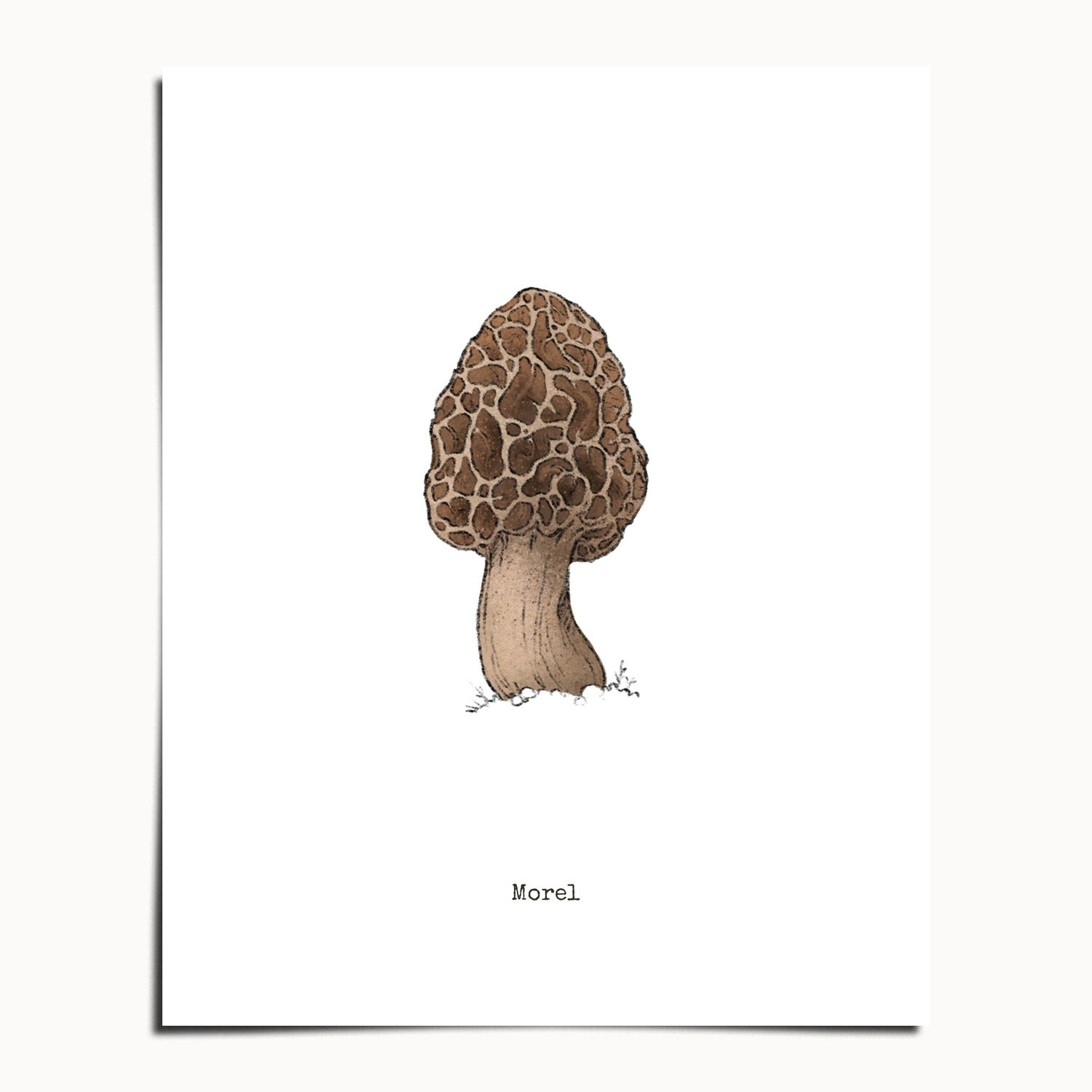 "Morel Mushroom" by Catherine Hébert - Morel Mushroom - Botanical Art Print - 8"x10" size
