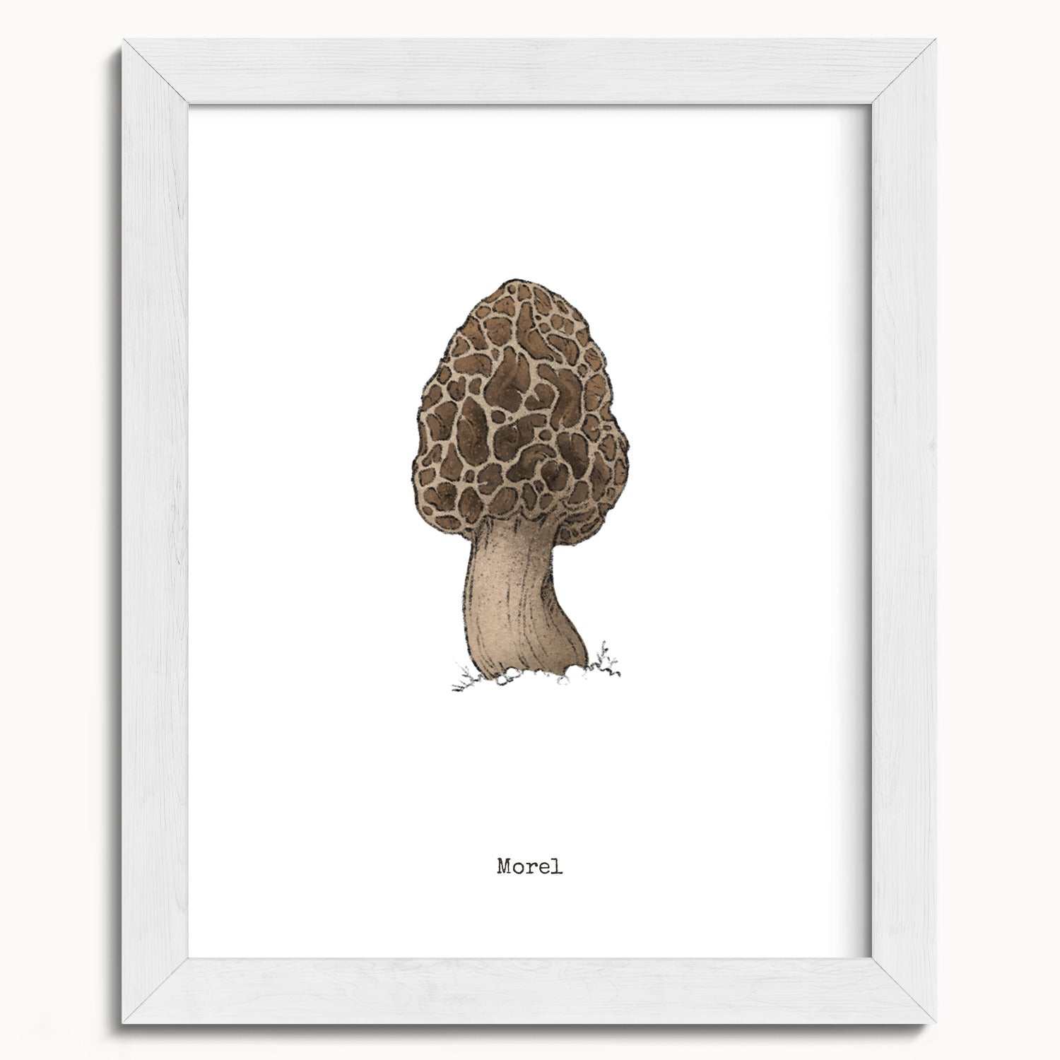 "Morel Mushroom" by Catherine Hébert - Morel Mushroom - Botanical Art Print - 8"x10" size