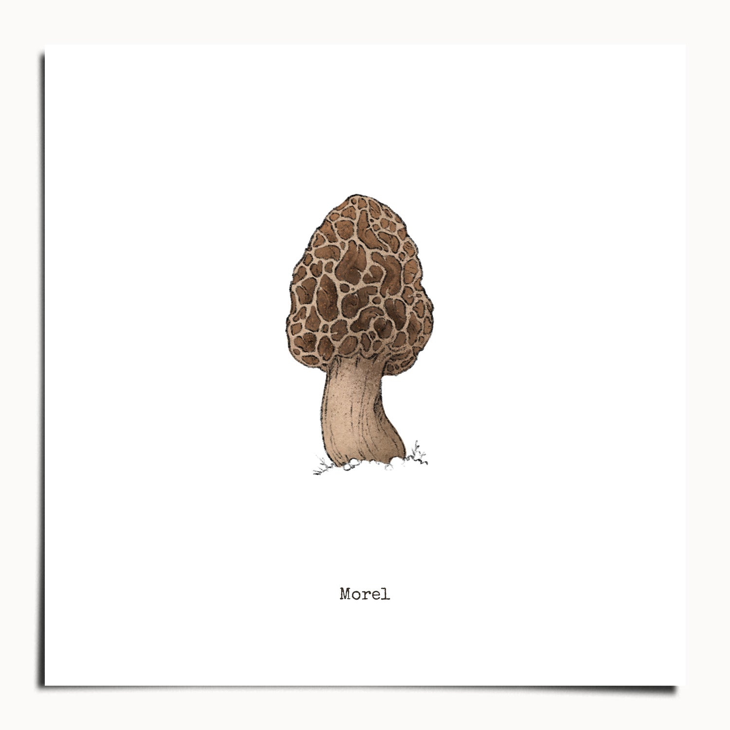"Morel Mushroom" by Catherine Hébert - Morel Mushroom - Botanical Art Print - 20"x20" size