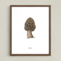 Morel Mushroom