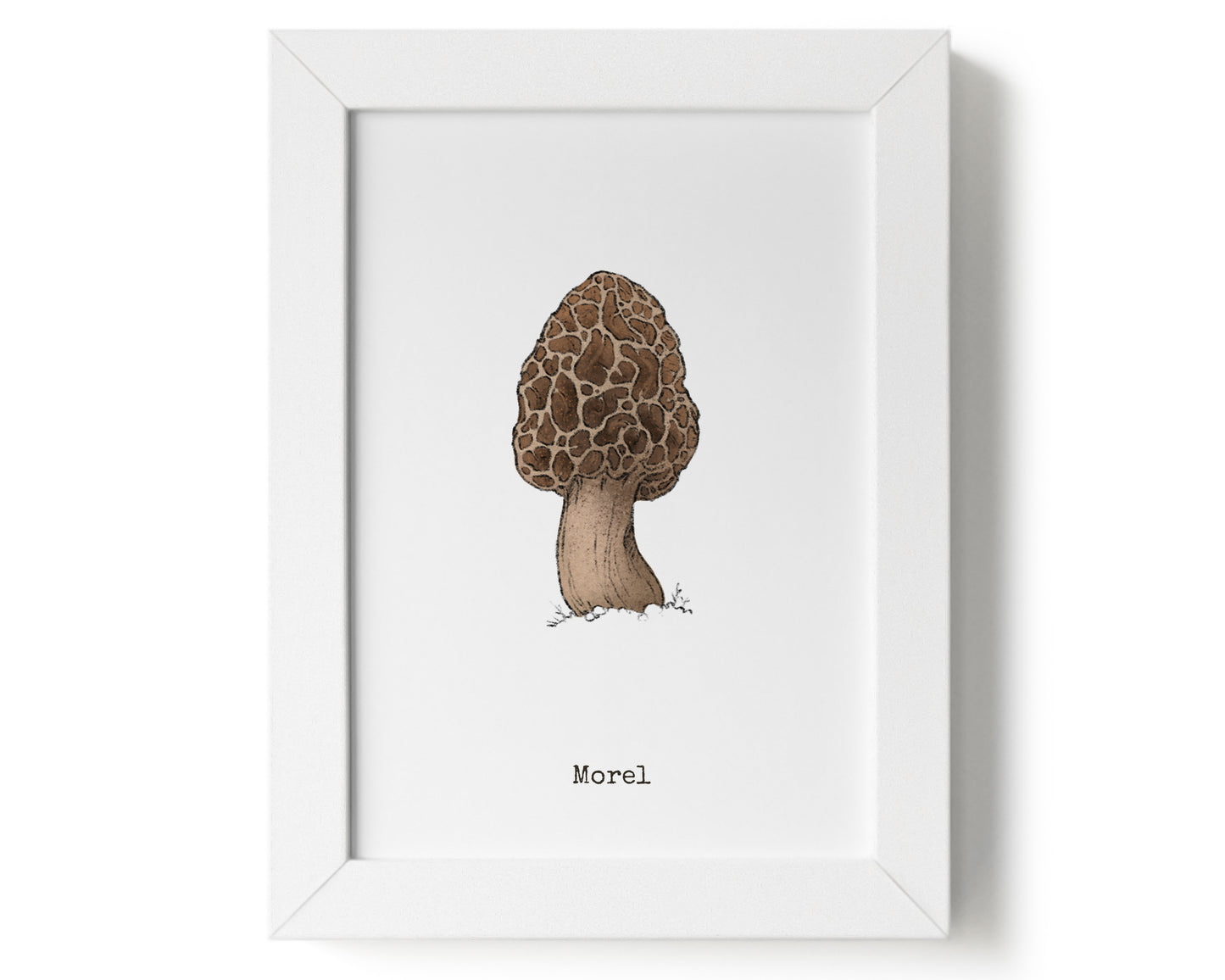 "Morel Mushroom" by Catherine Hébert - Morel Mushroom Art Print - 5"x7" size