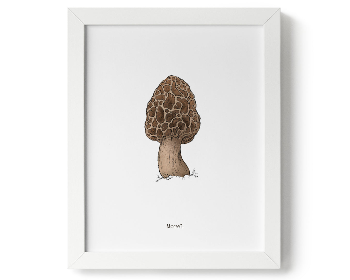 "Morel Mushroom" by Catherine Hébert - Morel Mushroom Art Print - 0"x0" size