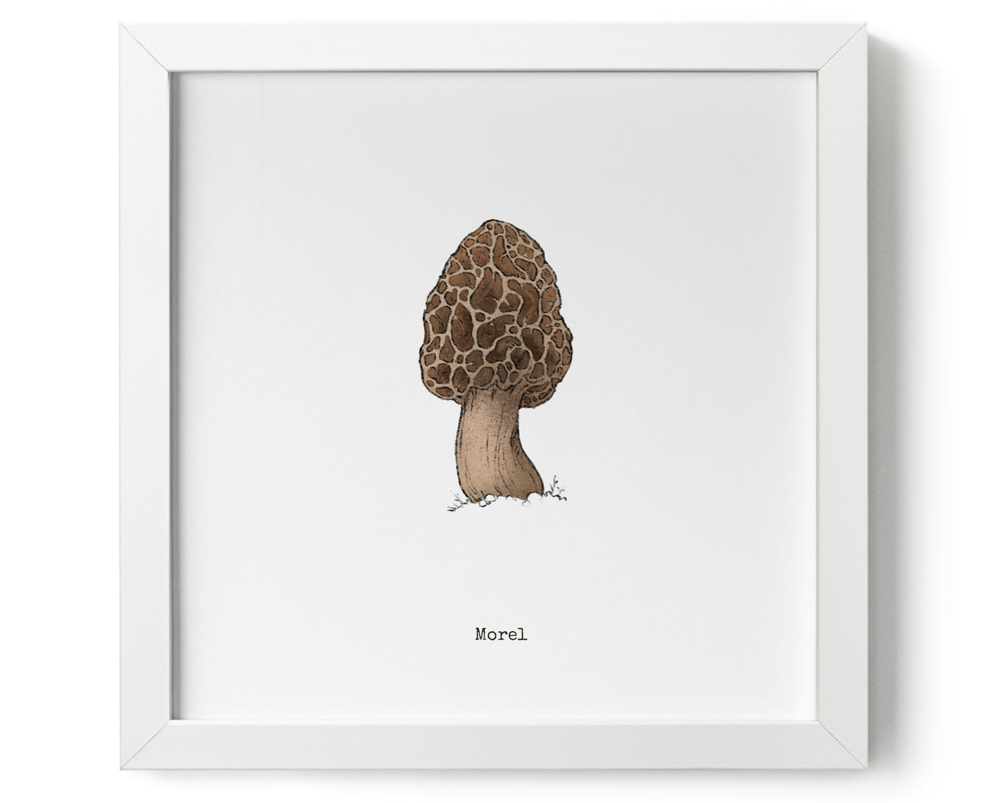 "Morel Mushroom" by Catherine Hébert - Morel Mushroom Art Print - 9"x9" size