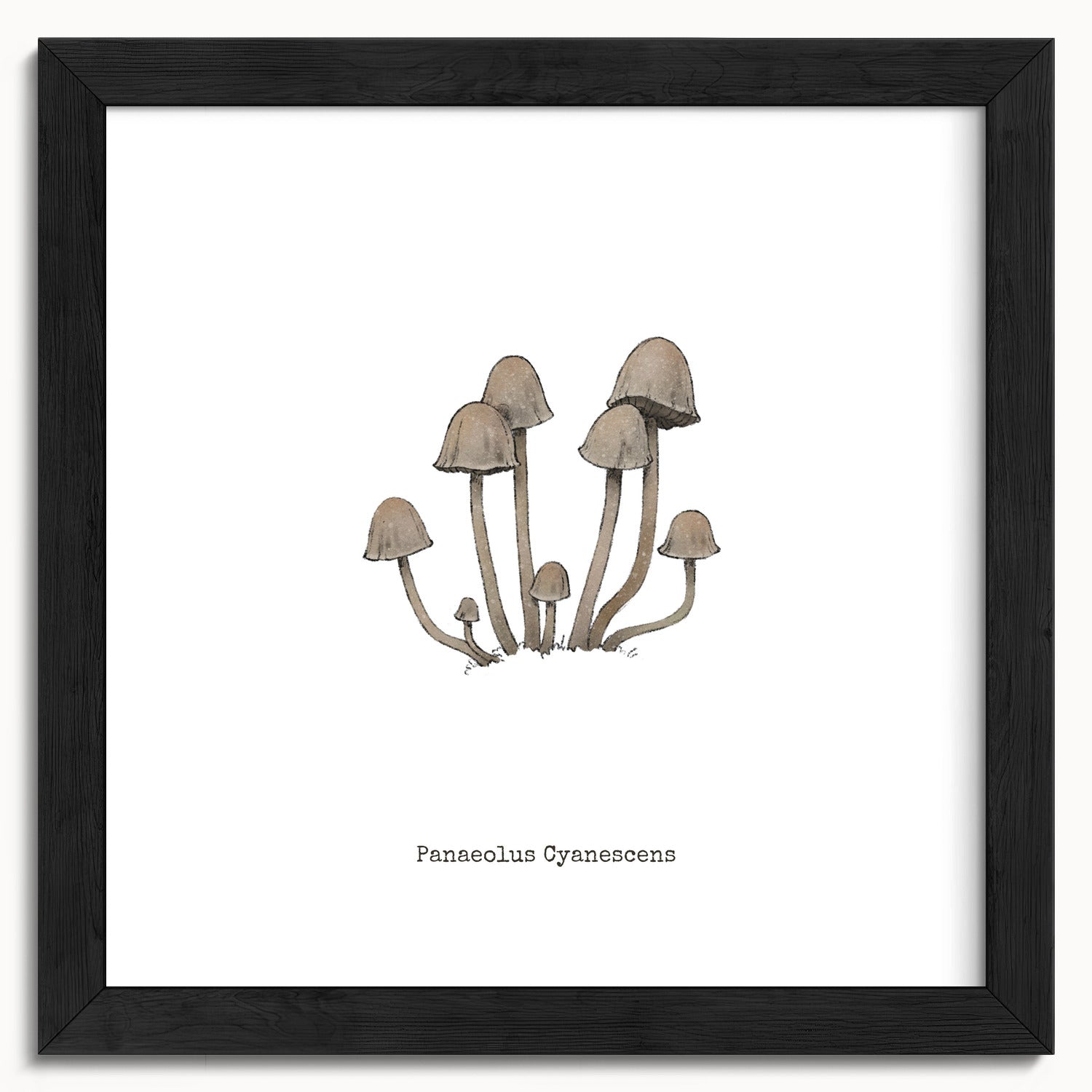 "Panaeolus Cyanescens" by Catherine Hébert - Panaeolus Cyanescens Mushroom - Botanical Art Print - 10"x10" size