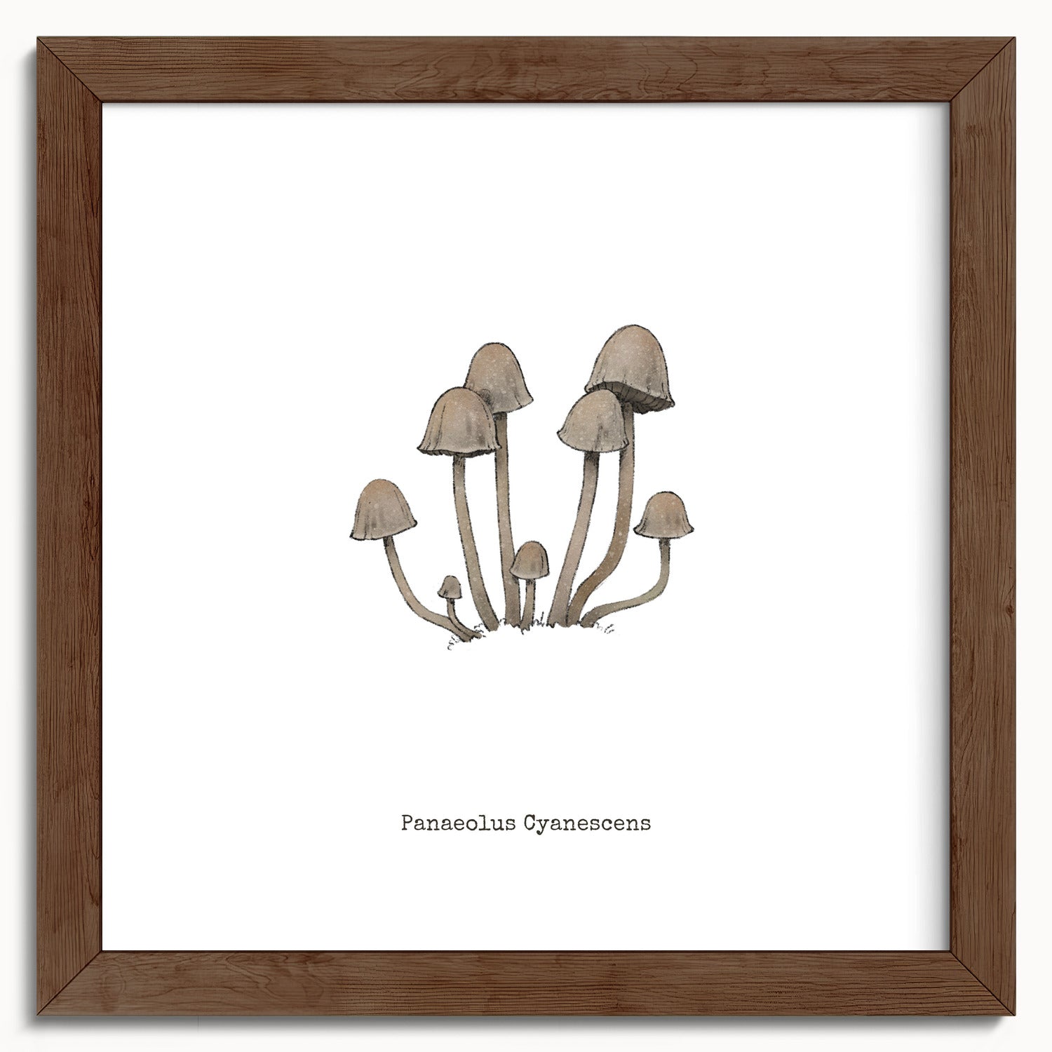 "Panaeolus Cyanescens" by Catherine Hébert - Panaeolus Cyanescens Mushroom - Botanical Art Print - 10"x10" size