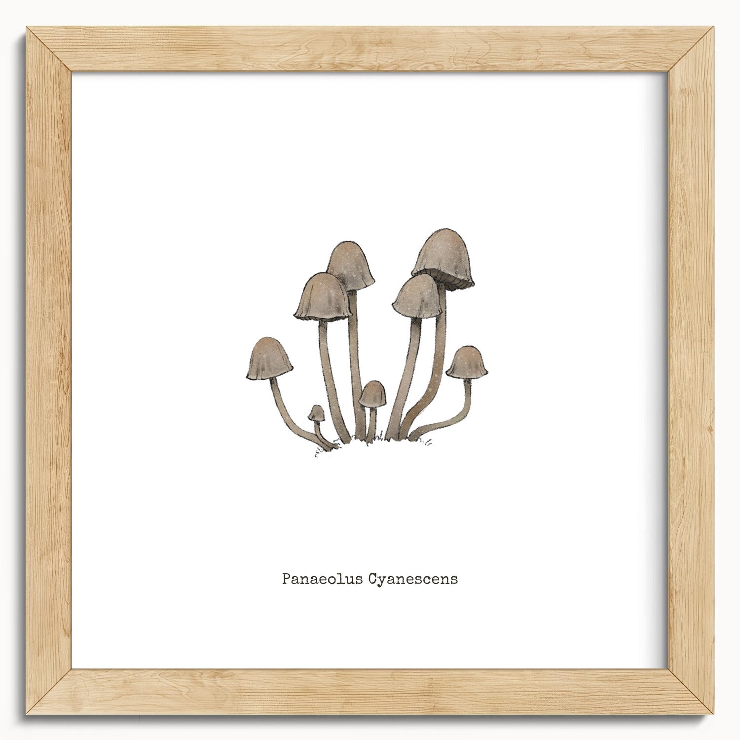 "Panaeolus Cyanescens" by Catherine Hébert - Panaeolus Cyanescens Mushroom - Botanical Art Print - 10"x10" size