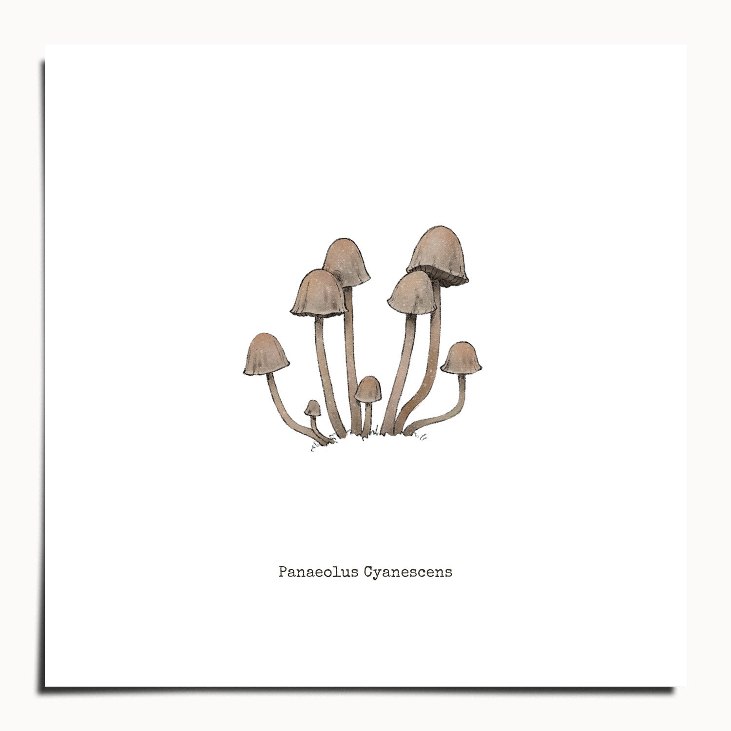 "Panaeolus Cyanescens" by Catherine Hébert - Panaeolus Cyanescens Mushroom - Botanical Art Print - 10"x10" size