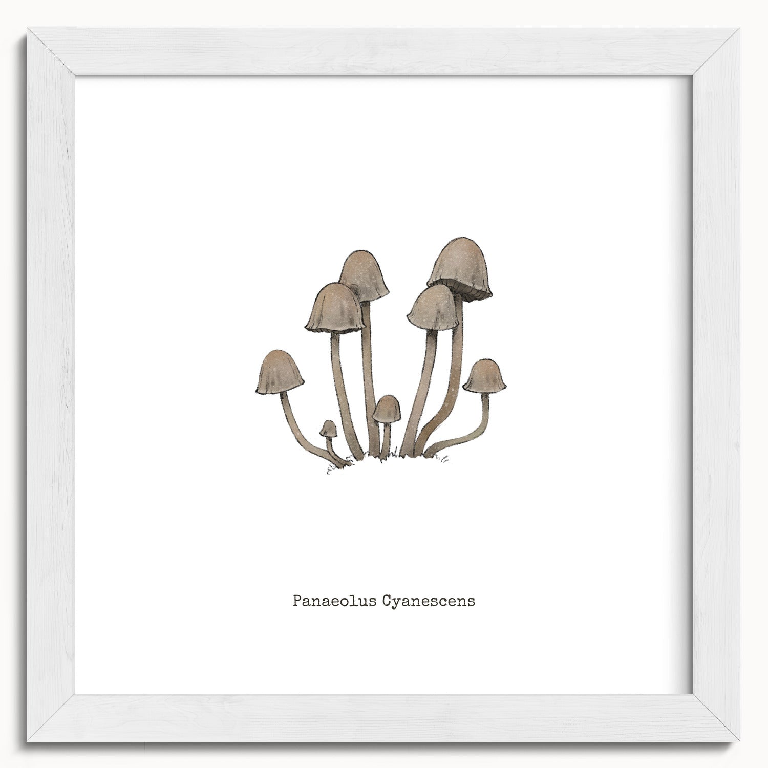 "Panaeolus Cyanescens" by Catherine Hébert - Panaeolus Cyanescens Mushroom - Botanical Art Print - 10"x10" size