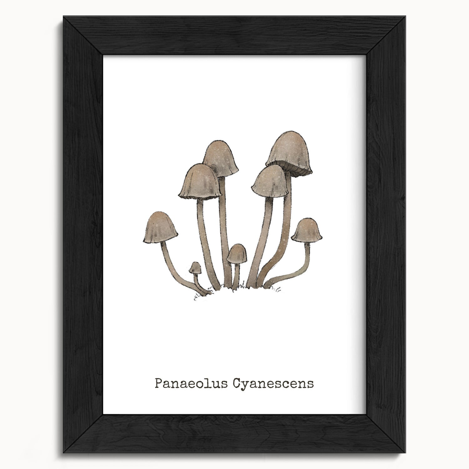 "Panaeolus Cyanescens" by Catherine Hébert - Panaeolus Cyanescens Mushroom - Botanical Art Print - 5"x7" size