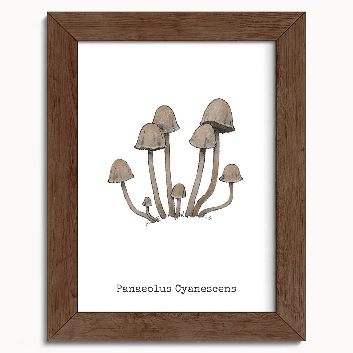 "Panaeolus Cyanescens" by Catherine Hébert - Panaeolus Cyanescens Mushroom - Botanical Art Print - 5"x7" size