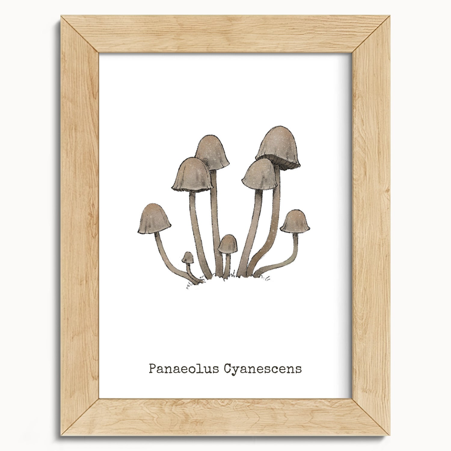 "Panaeolus Cyanescens" by Catherine Hébert - Panaeolus Cyanescens Mushroom - Botanical Art Print - 5"x7" size