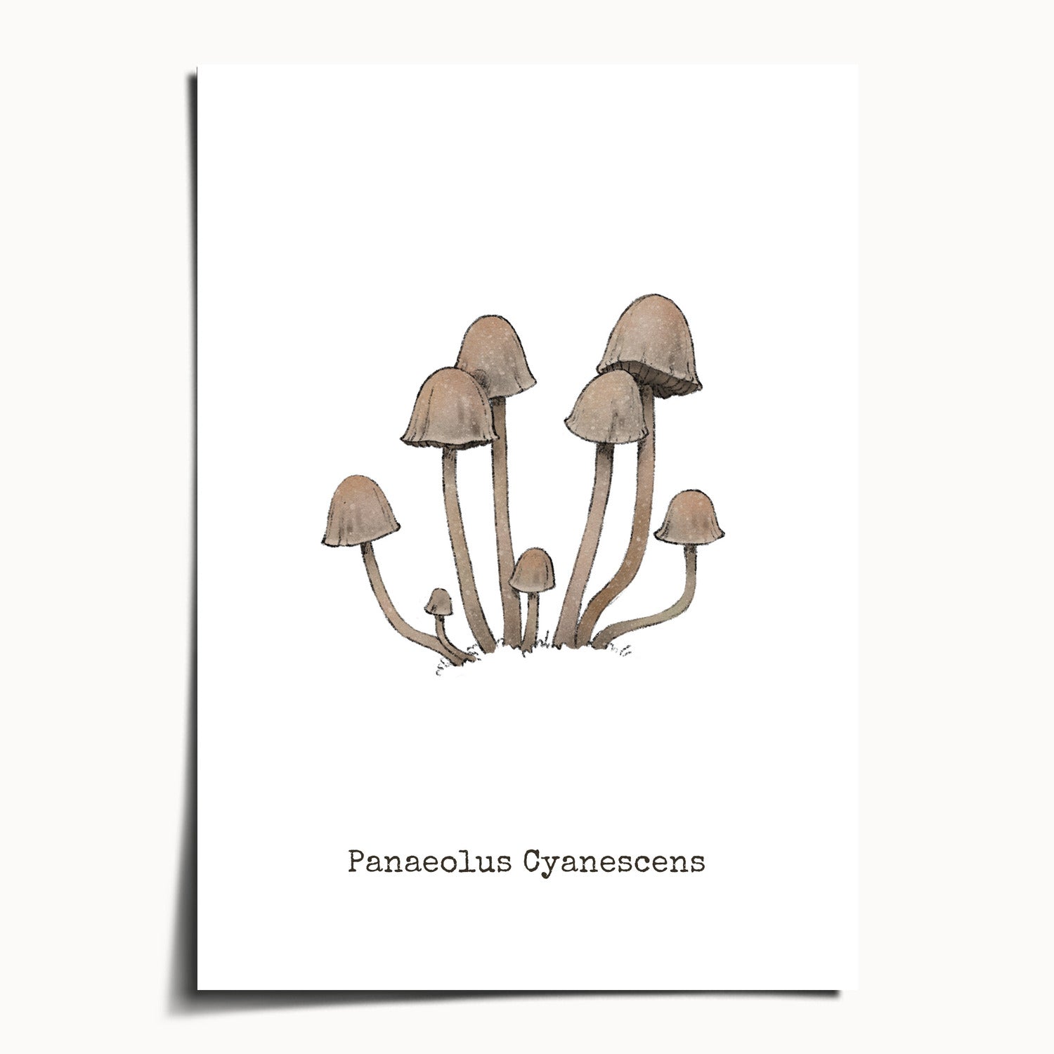 "Panaeolus Cyanescens" by Catherine Hébert - Panaeolus Cyanescens Mushroom Botanical Art Print - 5"x7" size