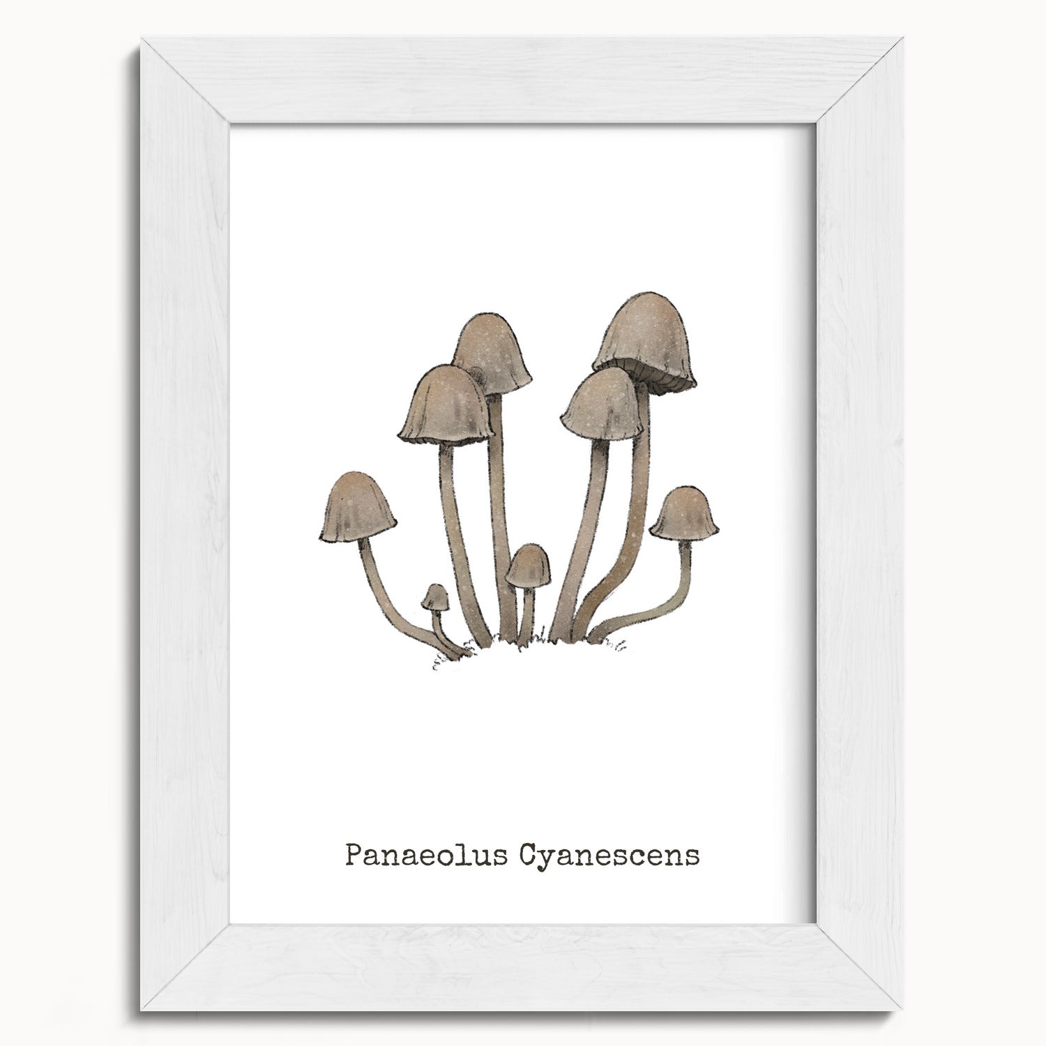 "Panaeolus Cyanescens" by Catherine Hébert - Panaeolus Cyanescens Mushroom - Botanical Art Print - 5"x7" size