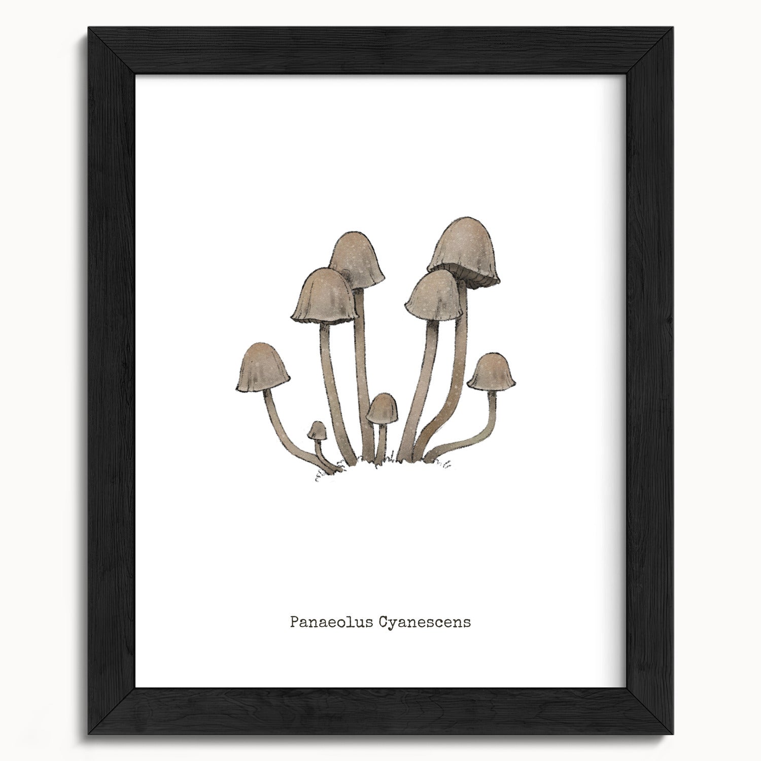 "Panaeolus Cyanescens" by Catherine Hébert - Panaeolus Cyanescens Mushroom - Botanical Art Print - 8"x10" size