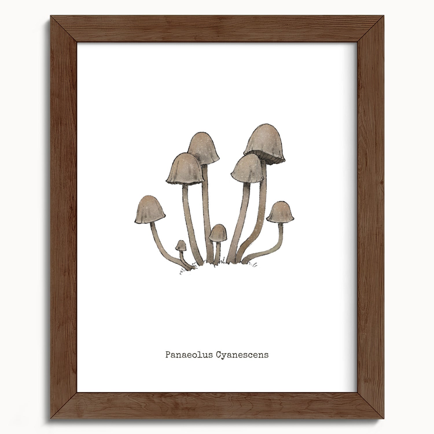 "Panaeolus Cyanescens" by Catherine Hébert - Panaeolus Cyanescens Mushroom - Botanical Art Print - 8"x10" size