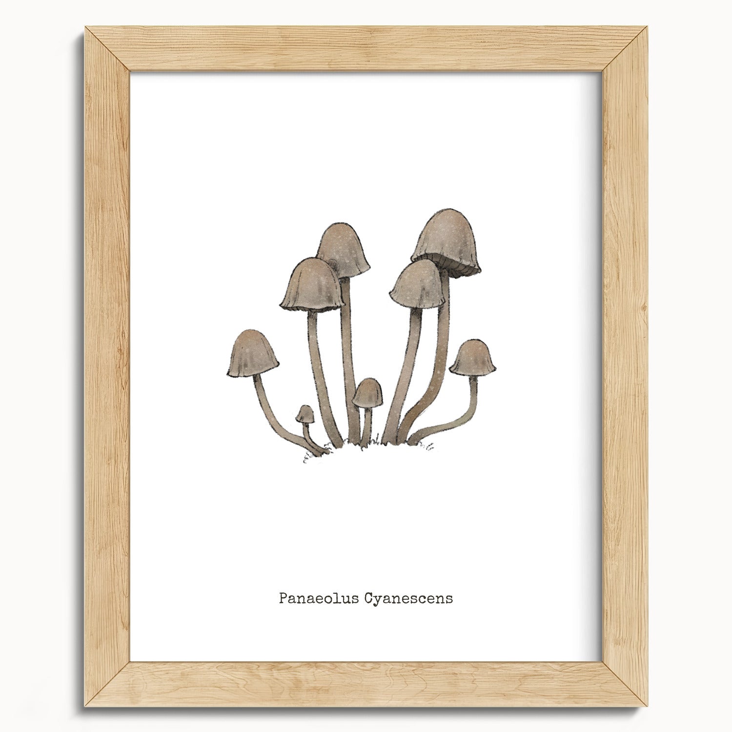 "Panaeolus Cyanescens" by Catherine Hébert - Panaeolus Cyanescens Mushroom - Botanical Art Print - 8"x10" size