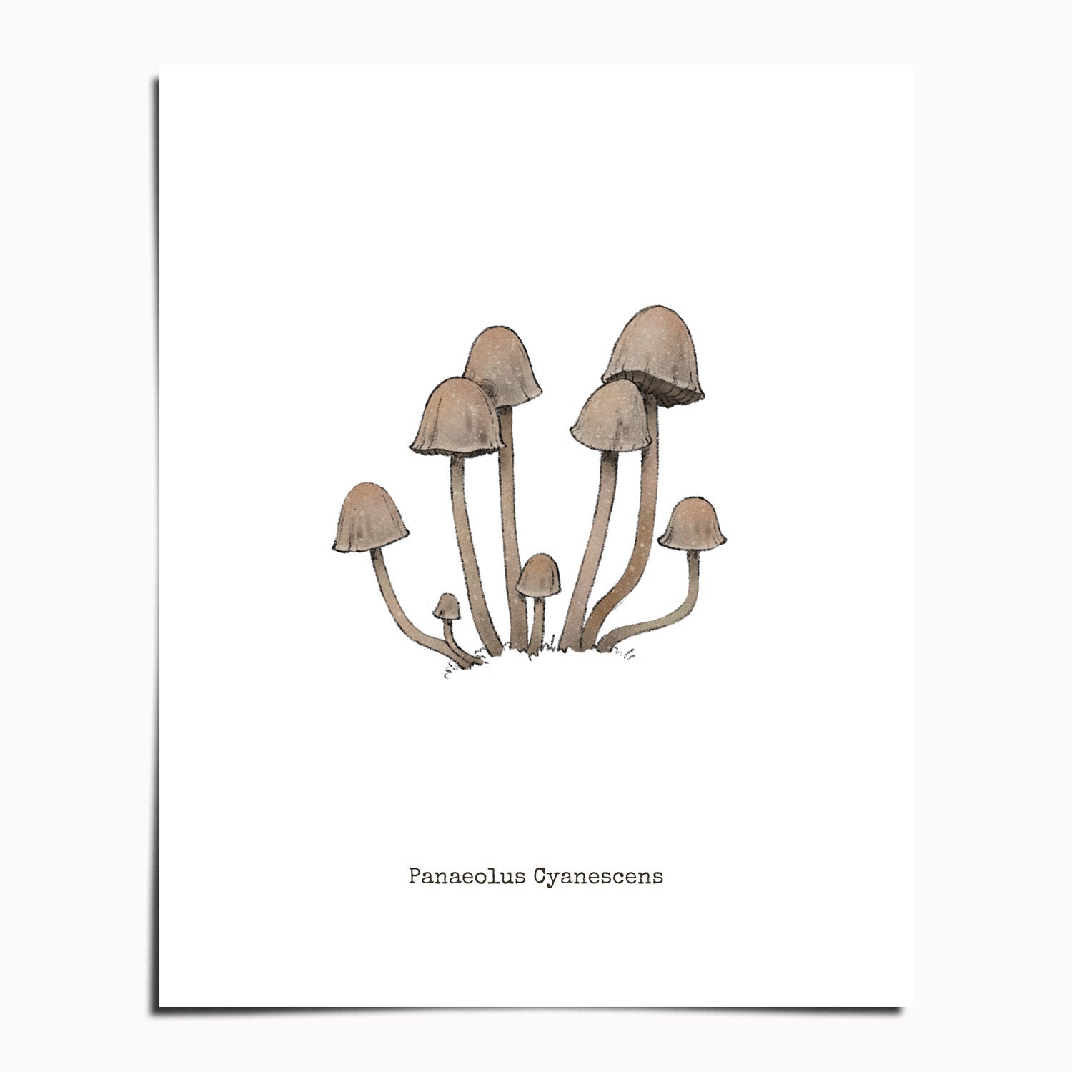 "Panaeolus Cyanescens" by Catherine Hébert - Panaeolus Cyanescens Mushroom - Botanical Art Print - 8"x10" size