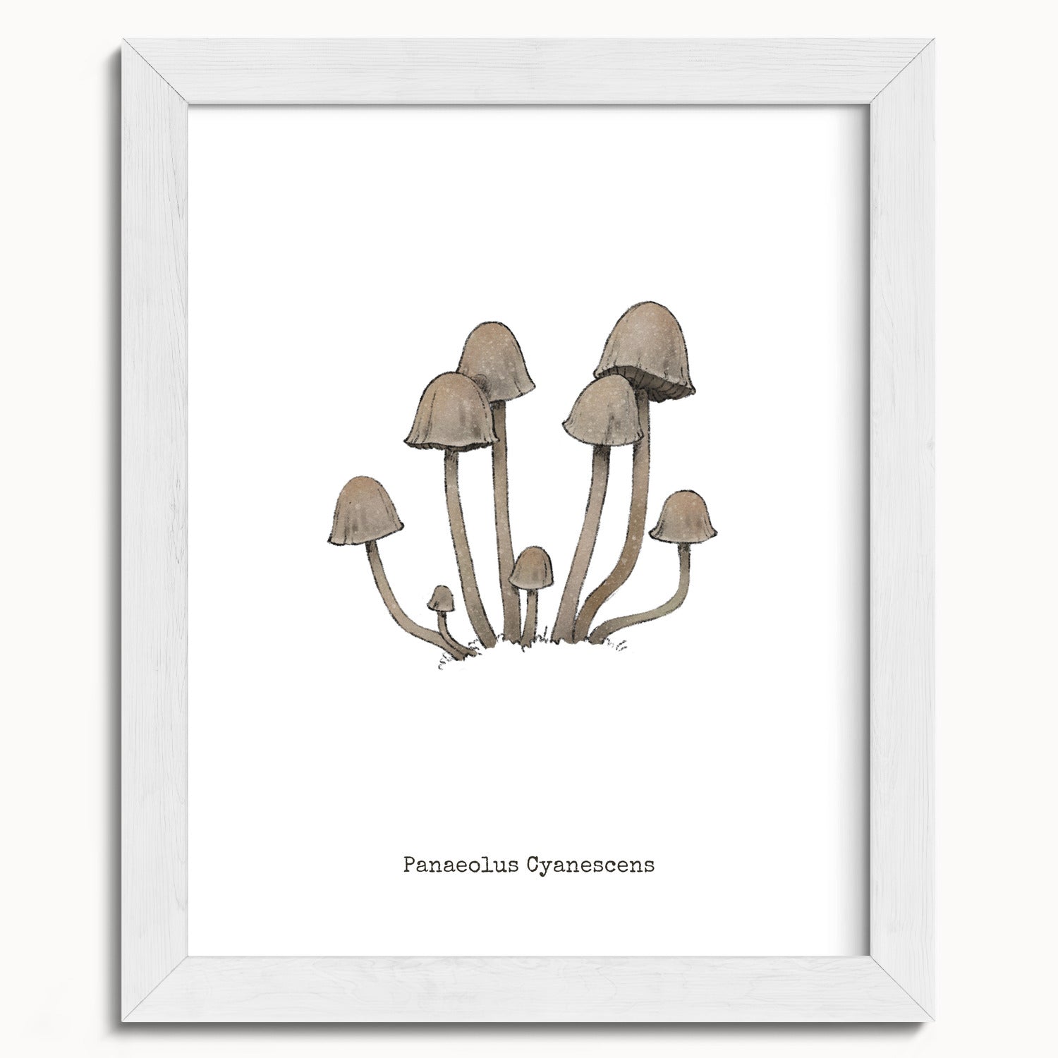 "Panaeolus Cyanescens" by Catherine Hébert - Panaeolus Cyanescens Mushroom - Botanical Art Print - 8"x10" size